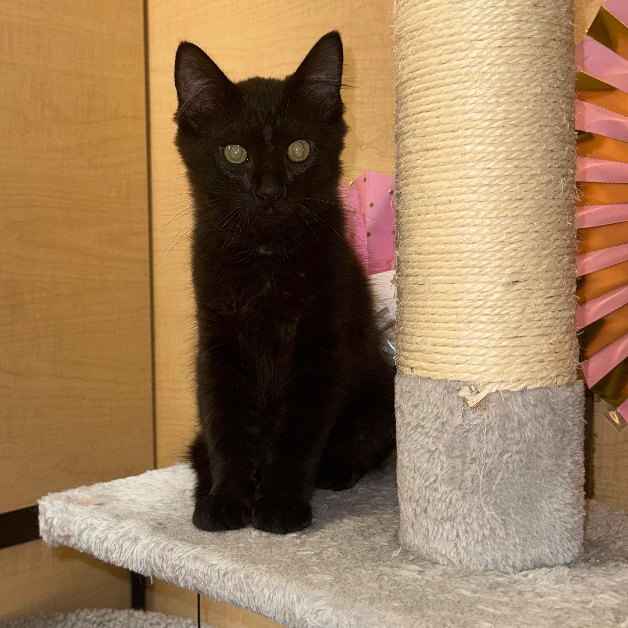 Quil - male kitten, an adopted Domestic Long Hair in Menlo Park, CA image 5/5