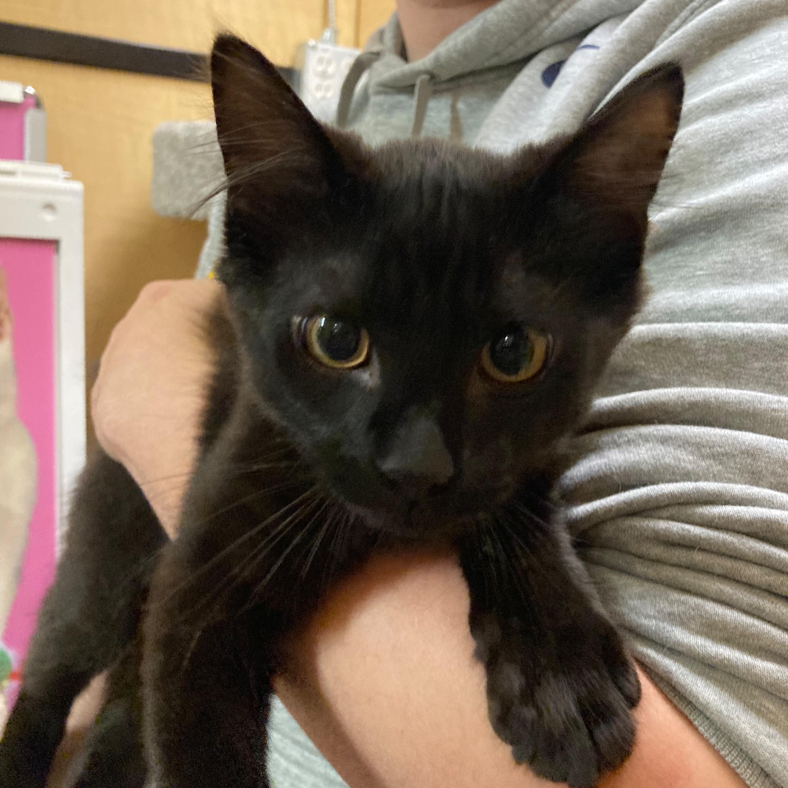 Quil - male kitten, adopted, Kitten Male Domestic Long Hair.