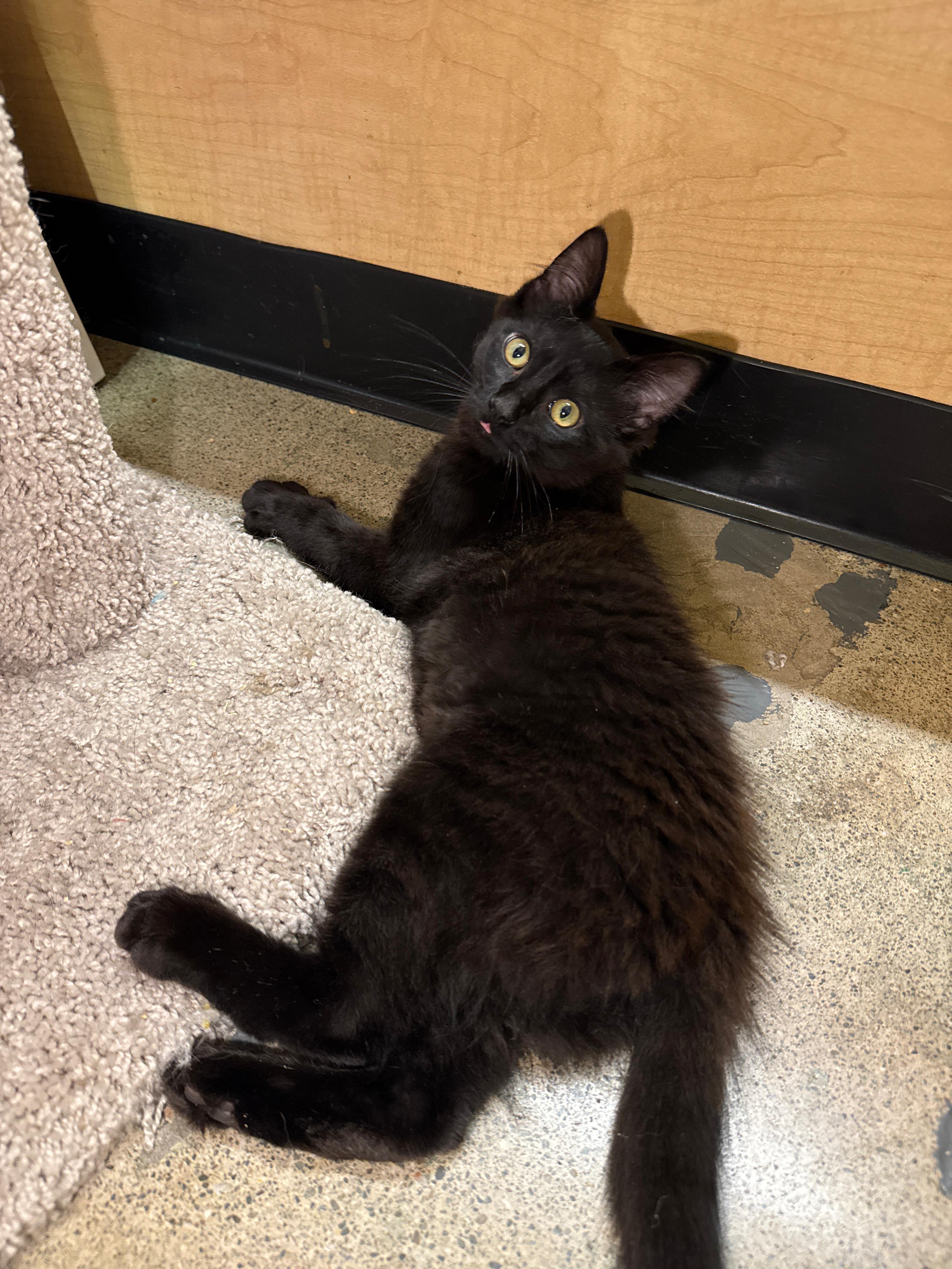 Quil - male kitten, an adopted Domestic Long Hair in Menlo Park, CA image 4/5