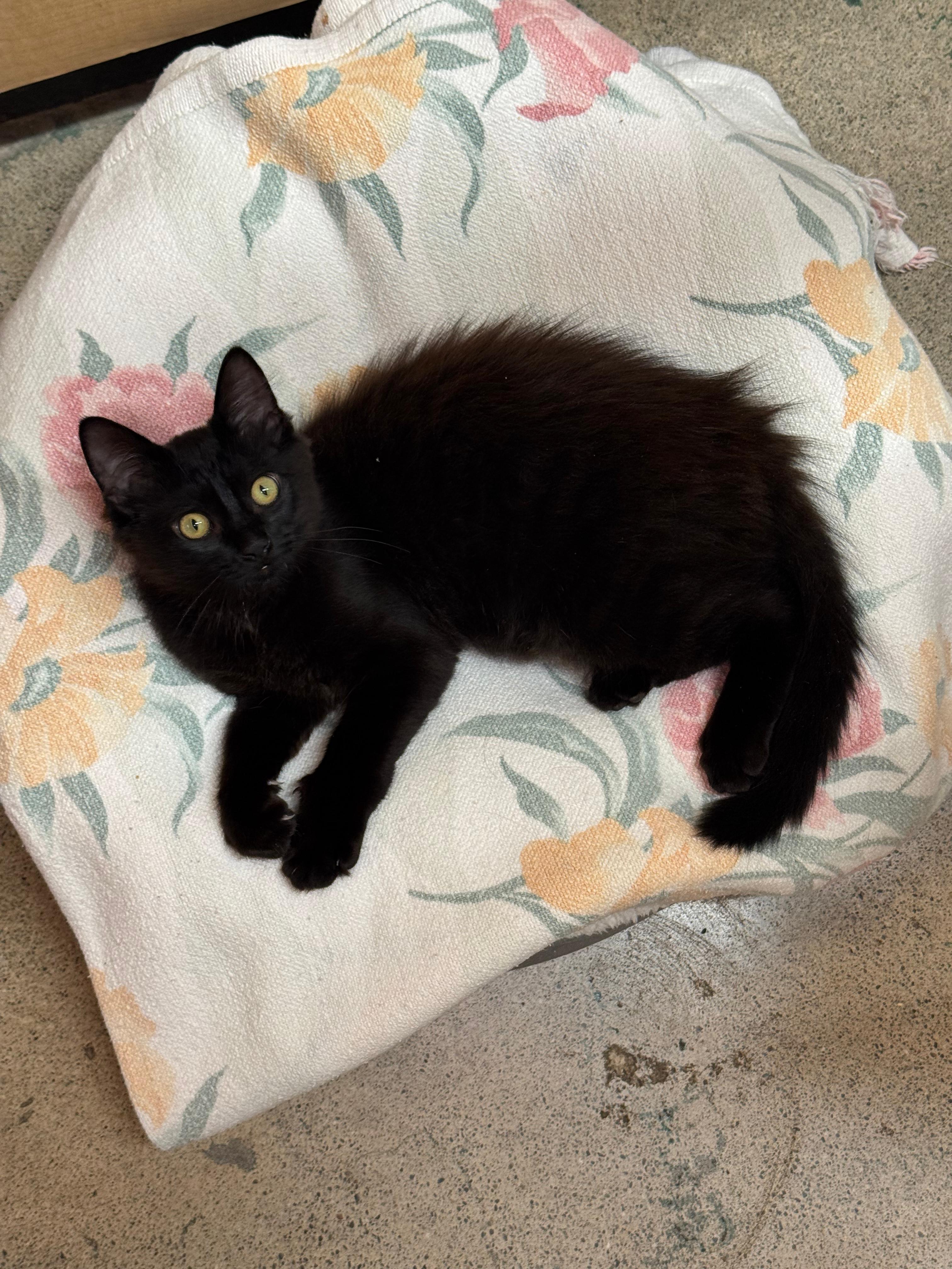 Quil - male kitten, an adopted Domestic Long Hair in Menlo Park, CA image 3/5