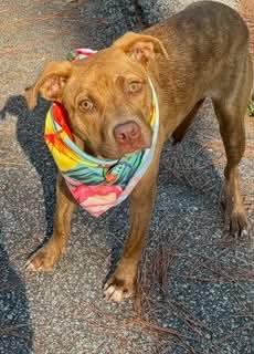 Maribel, Adoptable, Young Female Pit Bull Terrier.