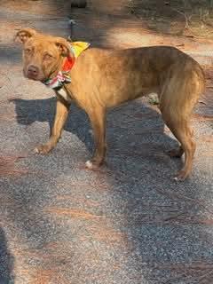 Enlarge Maribel, a Adoptable Pit Bull Terrier in Shillington, PA image 2/3