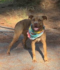 Enlarge Maribel, a Adoptable Pit Bull Terrier in Shillington, PA image 3/3