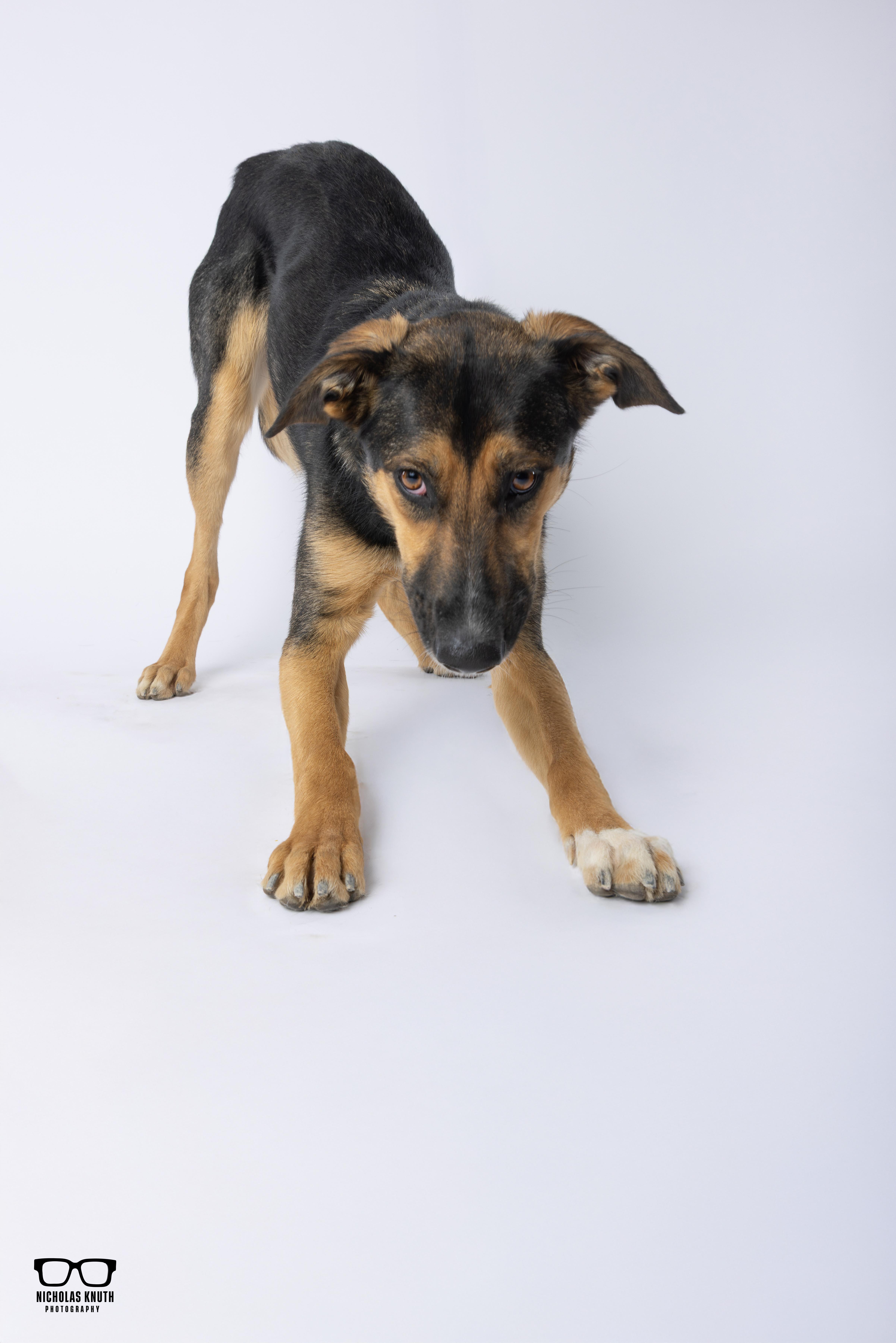 Enlarge Tierney, a Adoptable mixed breed in Palatine, IL image 5/6