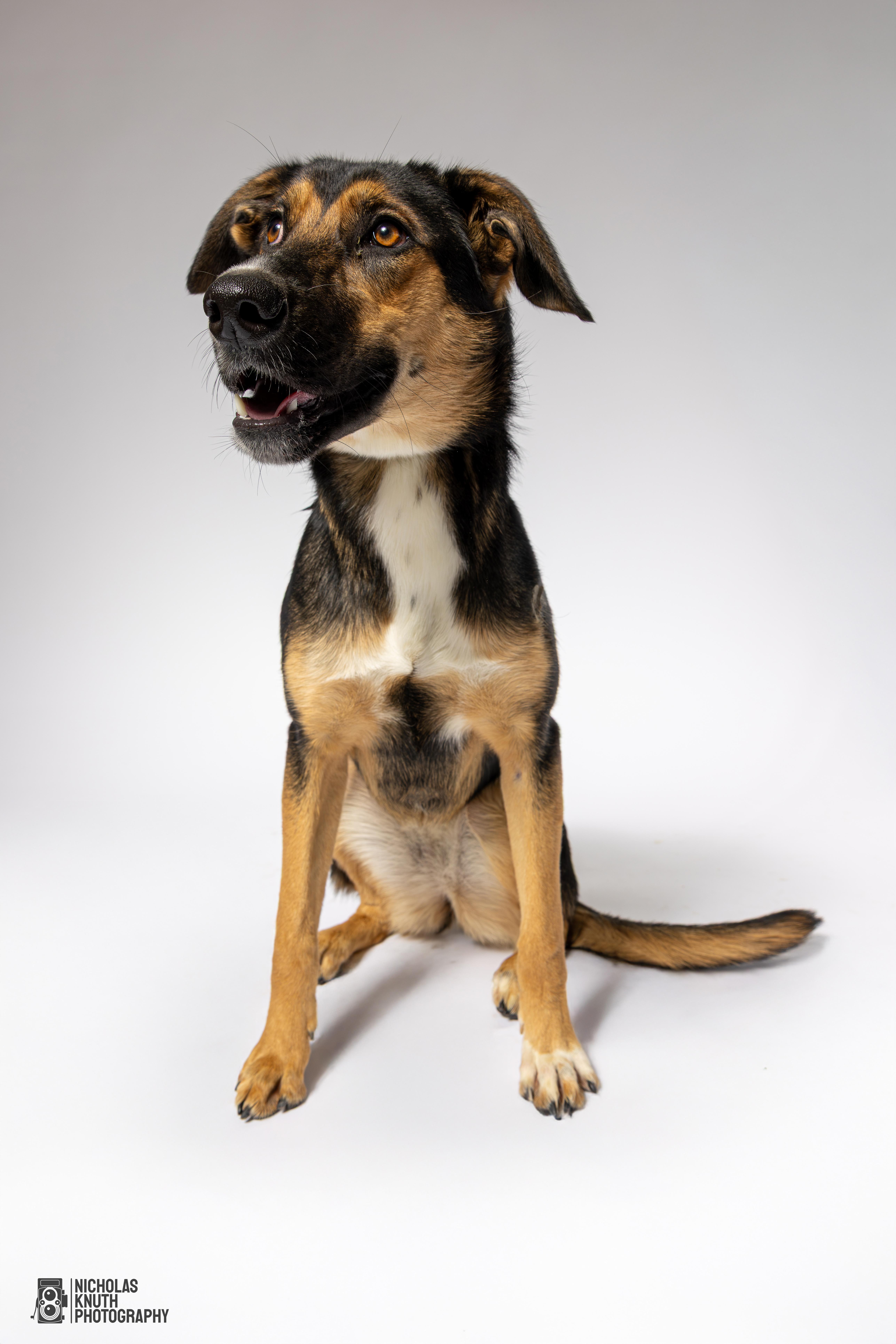 Tierney, a Adoptable mixed breed in Palatine, IL image 1/6
