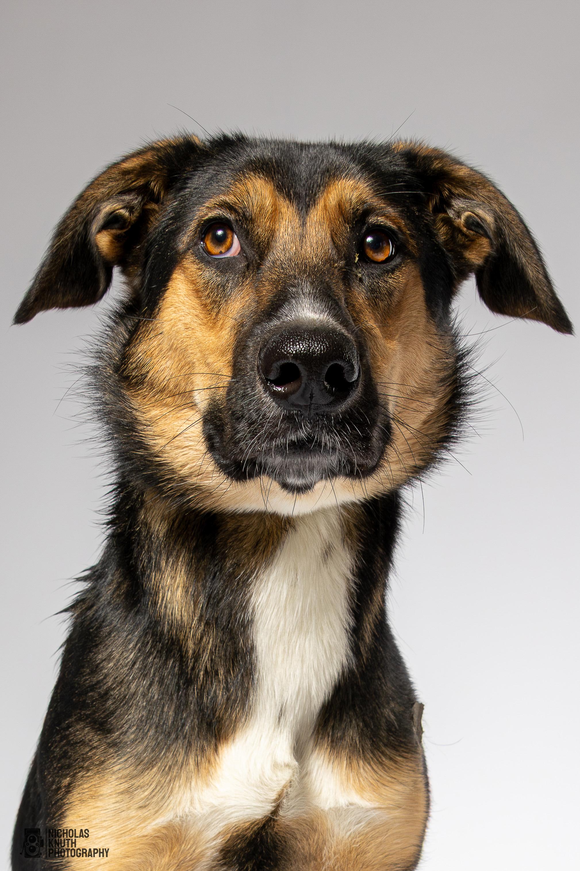 Tierney, Adoptable, Young Male German Shepherd Dog.