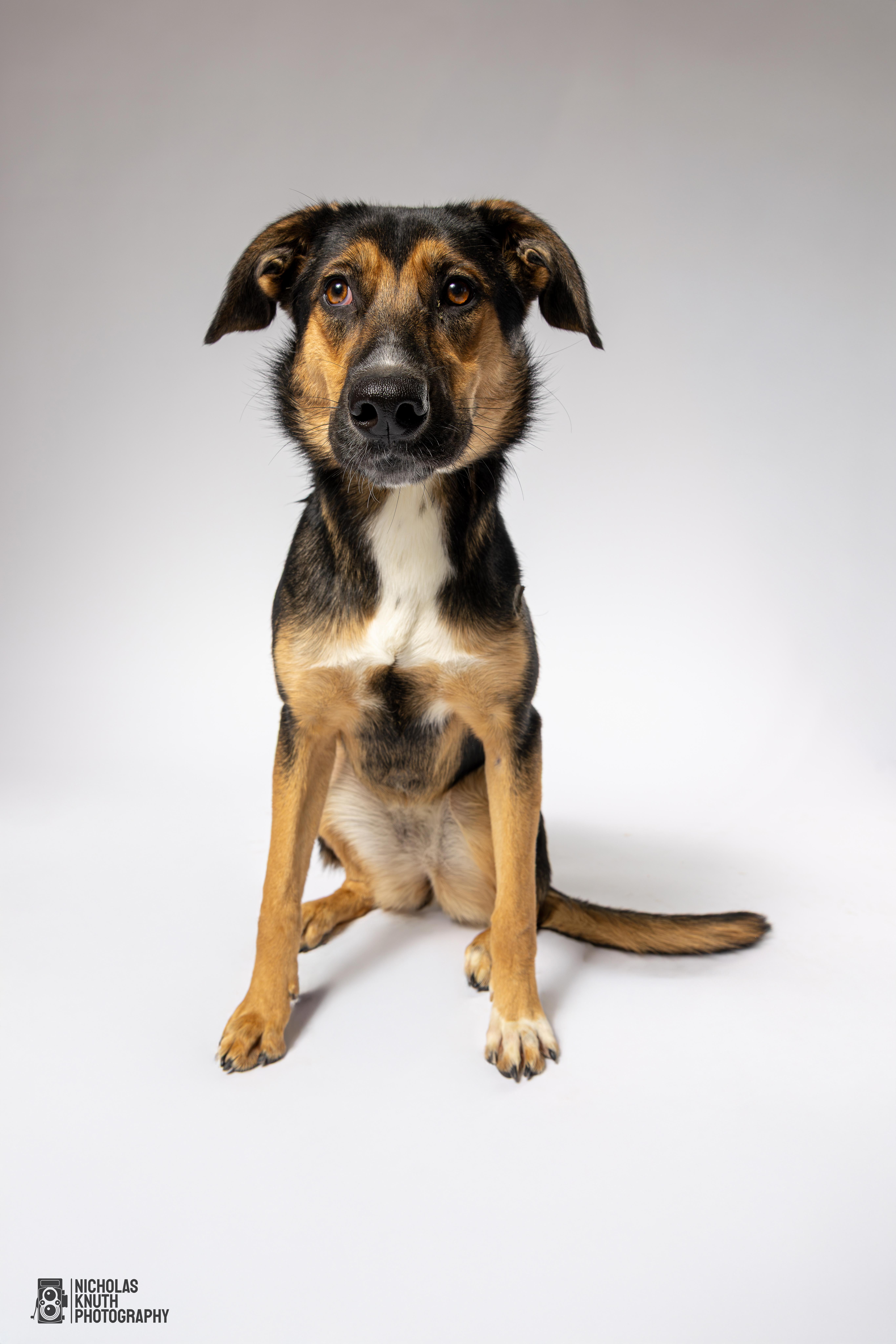 Tierney, a Adoptable mixed breed in Palatine, IL image 3/6
