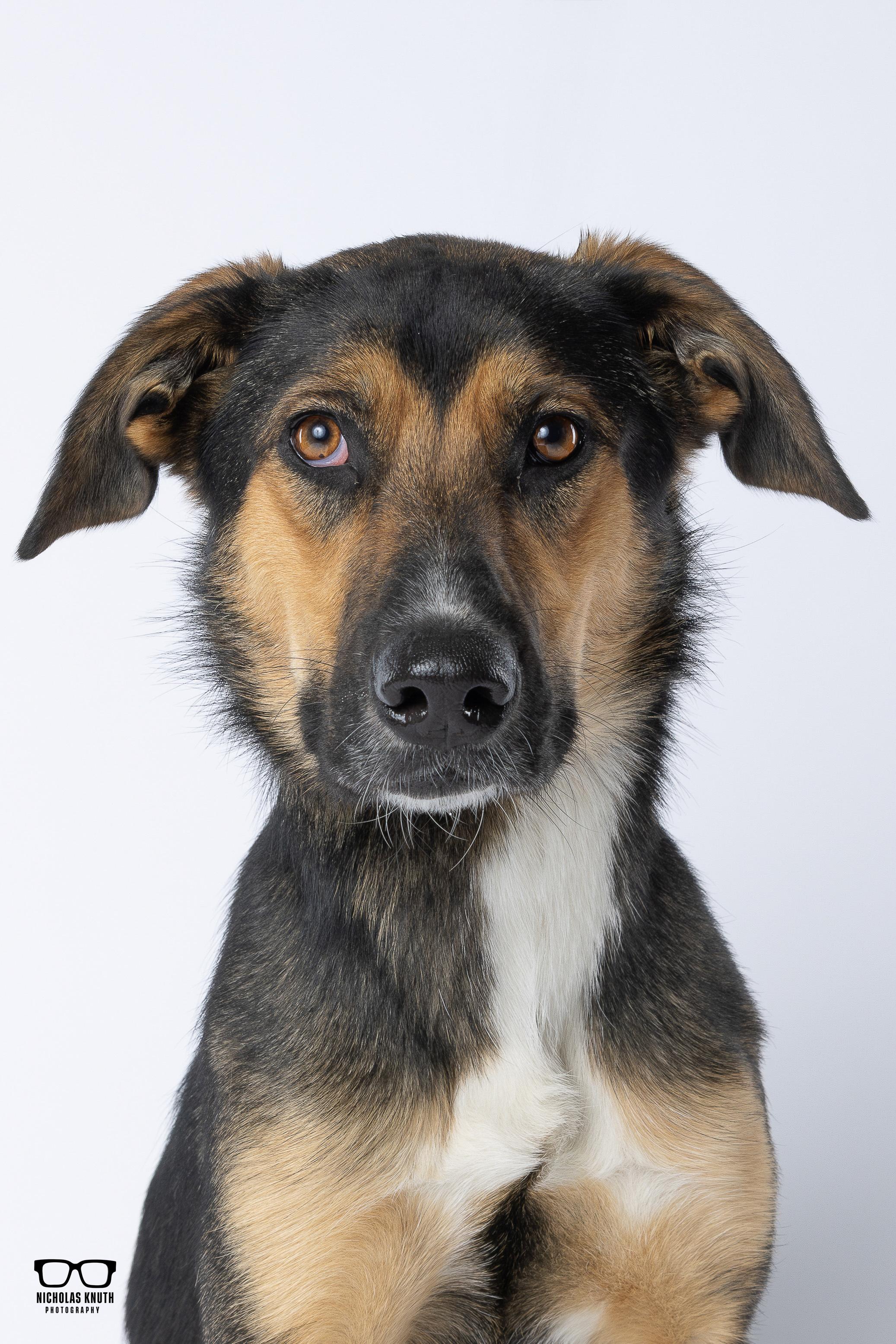 Enlarge Tierney, a Adoptable mixed breed in Palatine, IL image 1/6