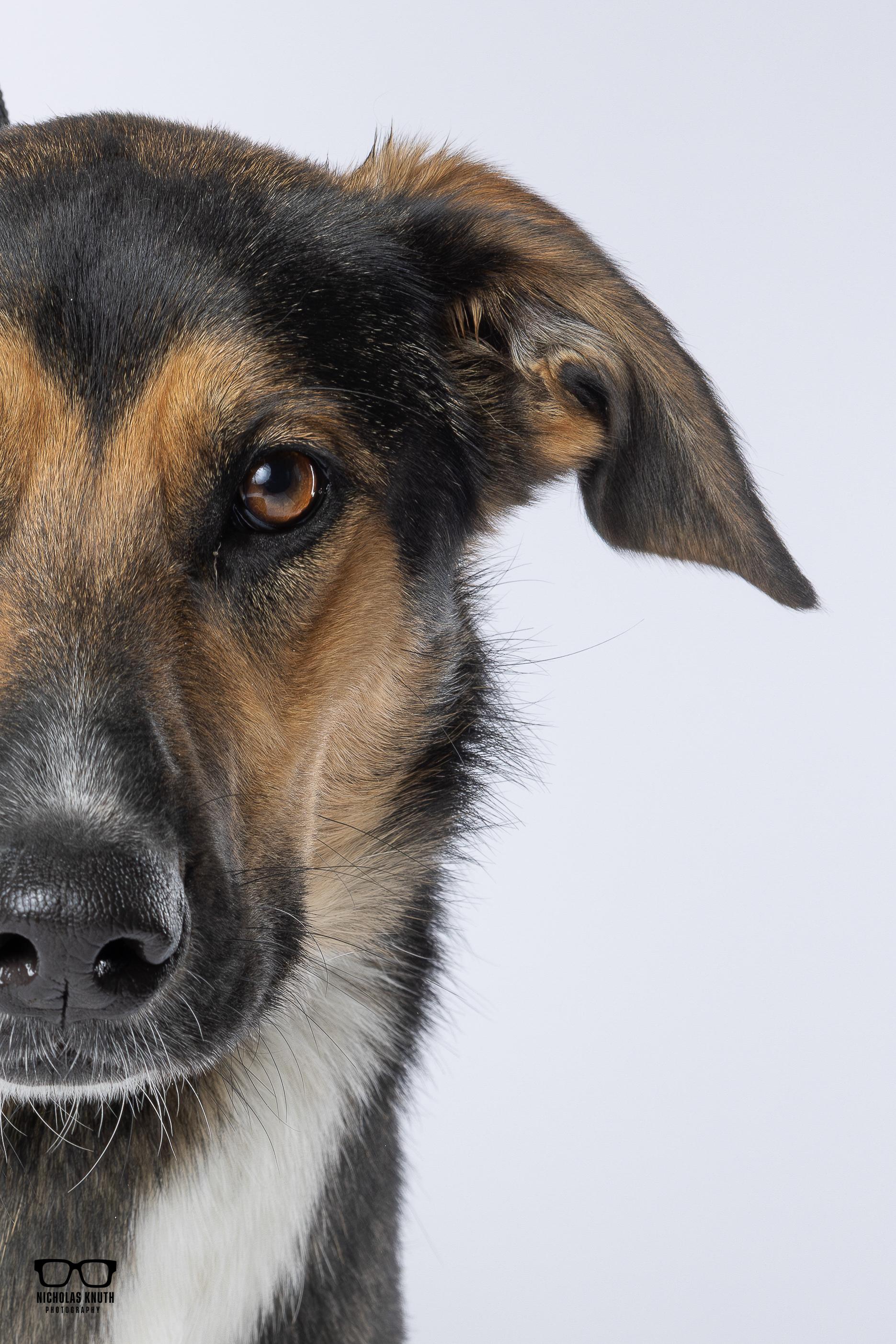 Enlarge Tierney, a Adoptable mixed breed in Palatine, IL image 3/6