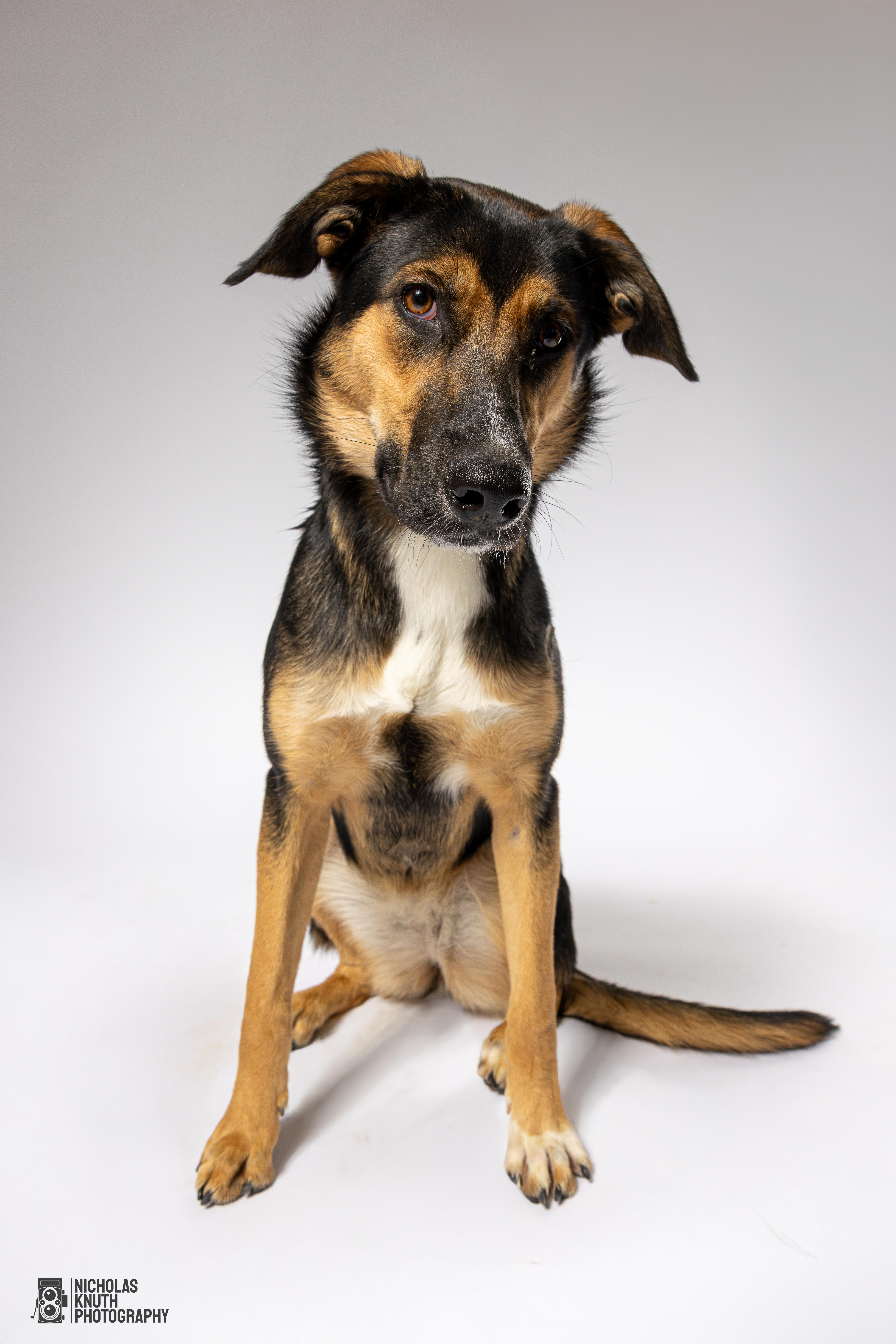 Tierney, a Adoptable mixed breed in Palatine, IL image 4/6