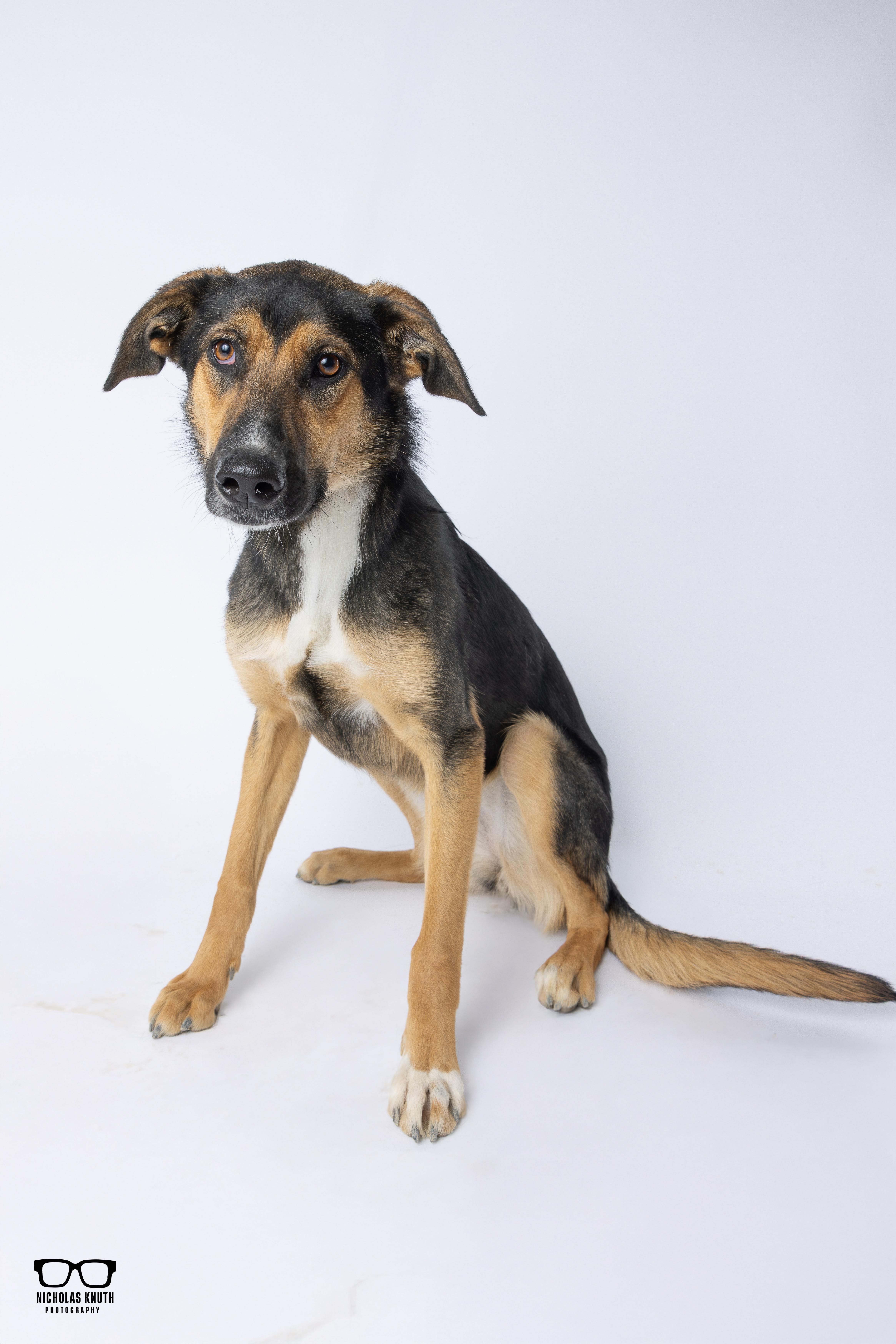Enlarge Tierney, a Adoptable mixed breed in Palatine, IL image 6/6