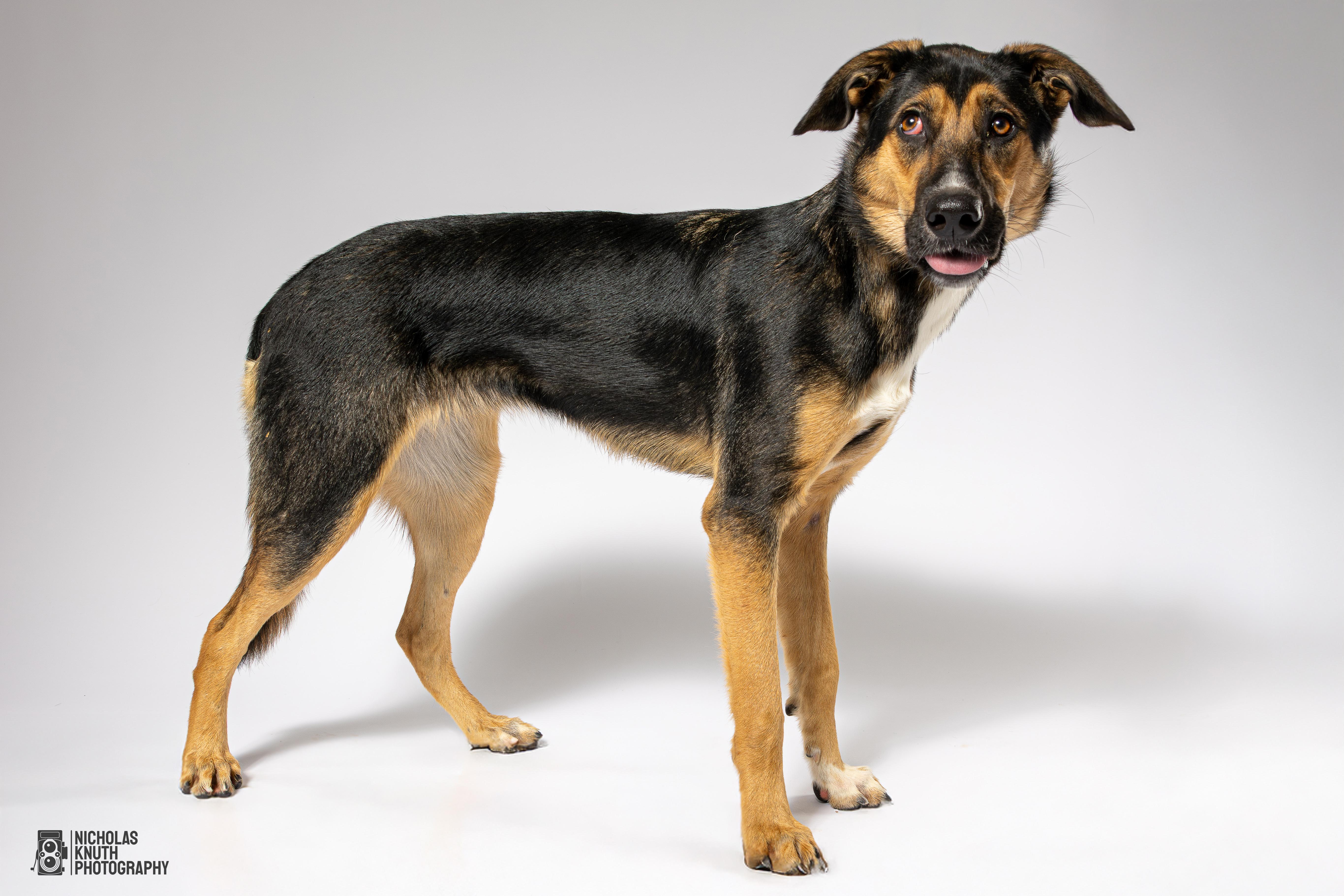 Tierney, a Adoptable mixed breed in Palatine, IL image 5/6