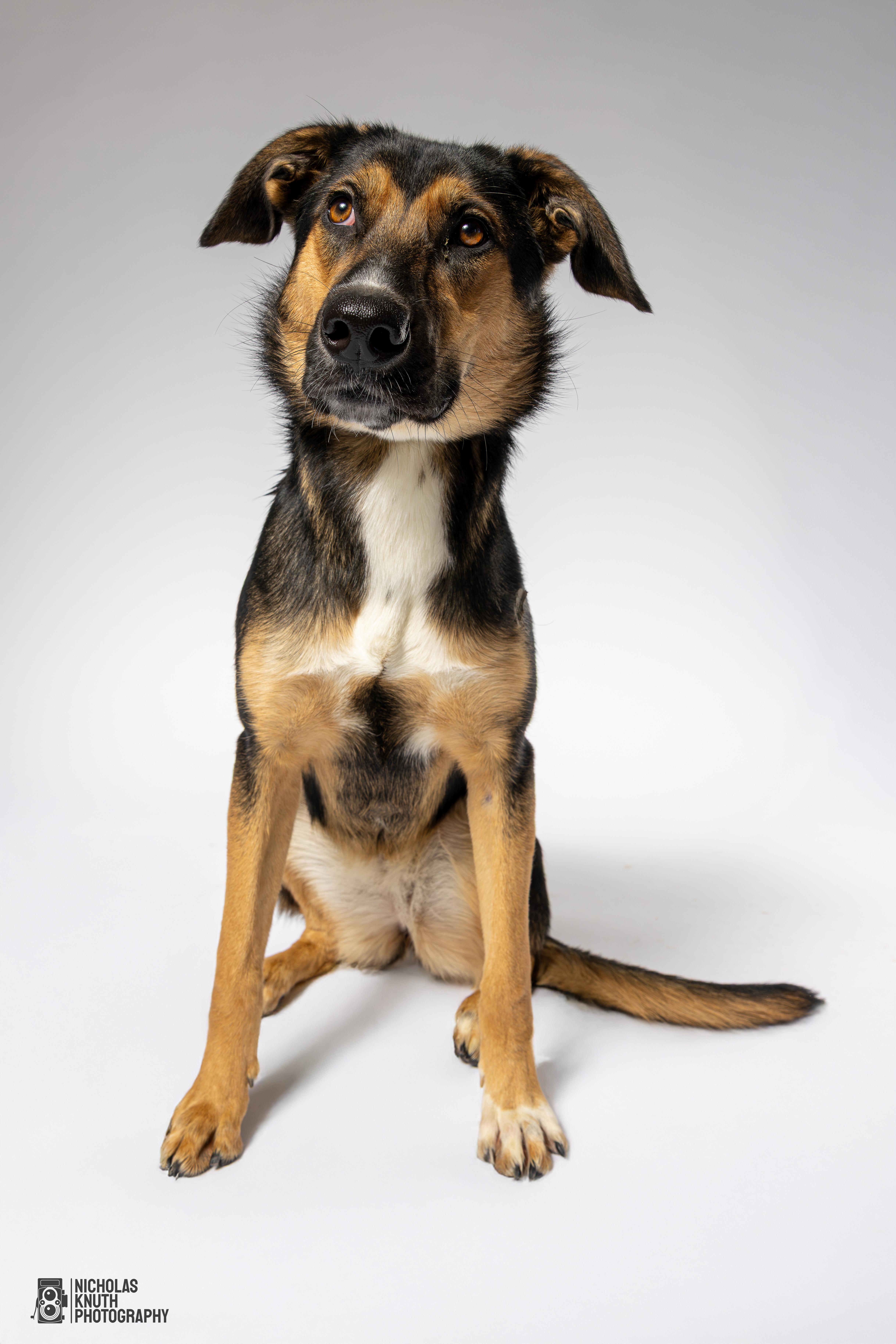 Tierney, a Adoptable mixed breed in Palatine, IL image 6/6