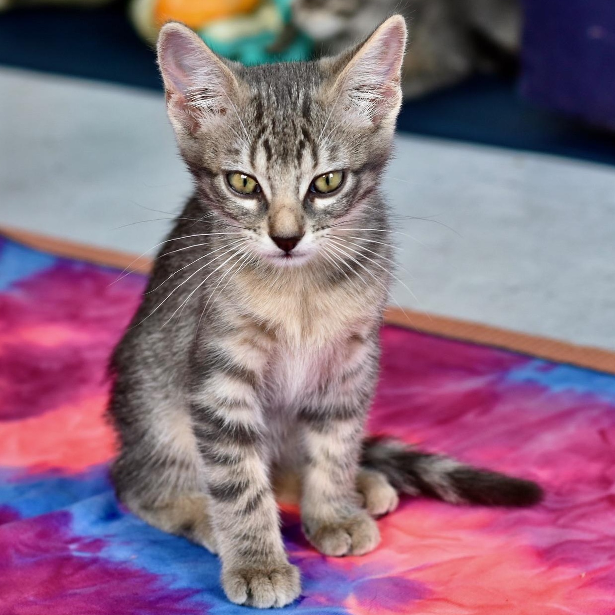 Raccoon, Adoptable, Kitten Female Domestic Short Hair.
