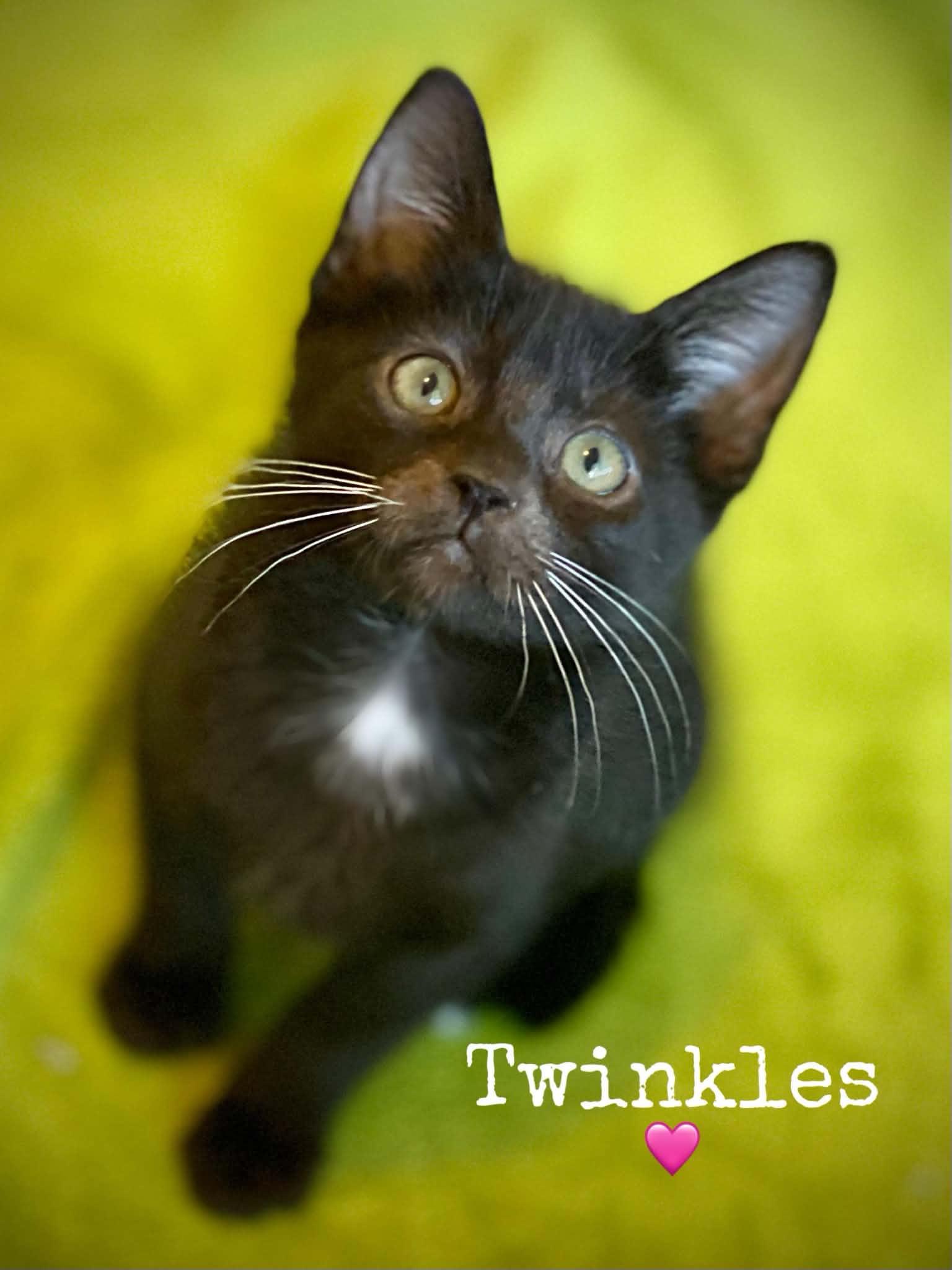 Twinkles, Adoptable, Kitten Male Domestic Short Hair.