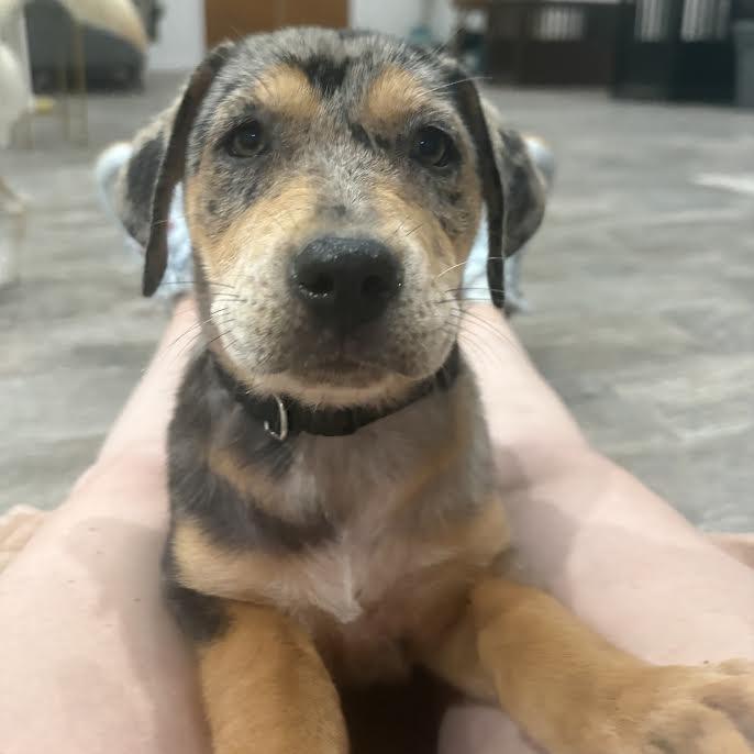 June, a Adoptable mixed breed in Baltimore, MD image 2/3