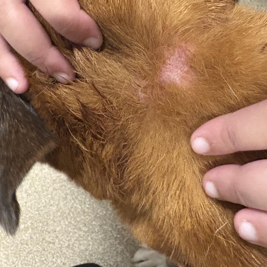 Annabell, a Adoptable mixed breed in League City, TX image 1/6