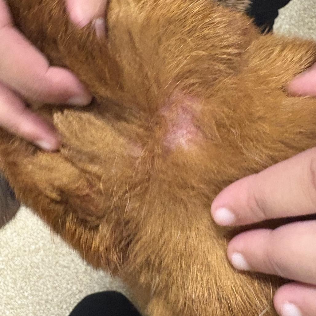 Annabell, a Adoptable mixed breed in League City, TX image 2/6