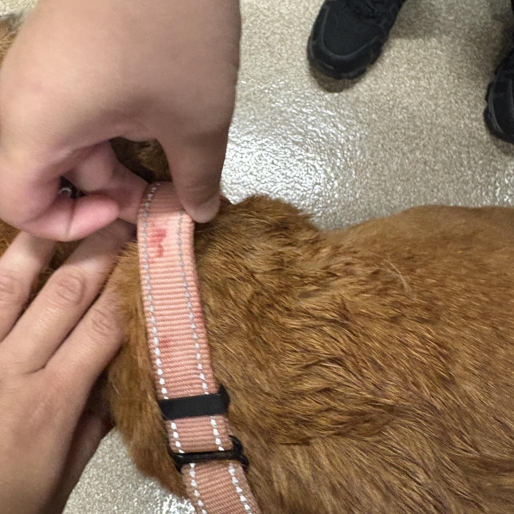 Annabell, a Adoptable mixed breed in League City, TX image 3/6