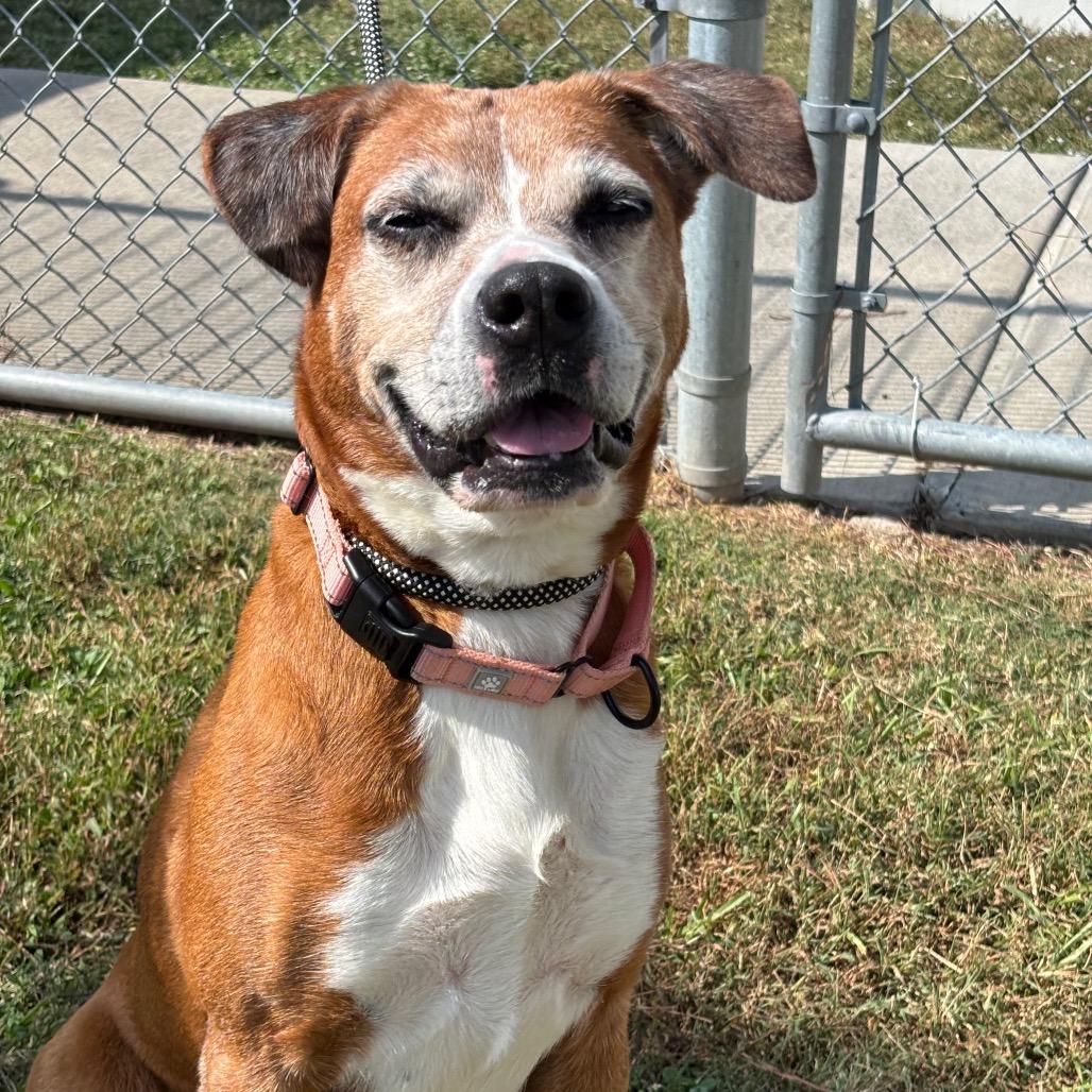 Annabell, a Adoptable mixed breed in League City, TX image 4/6