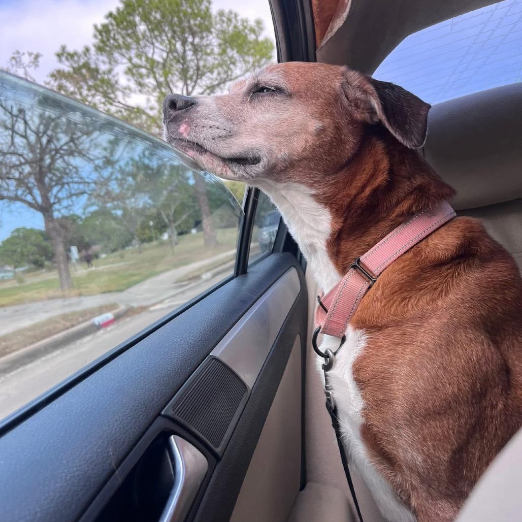 Annabell, a Adoptable mixed breed in League City, TX image 5/6