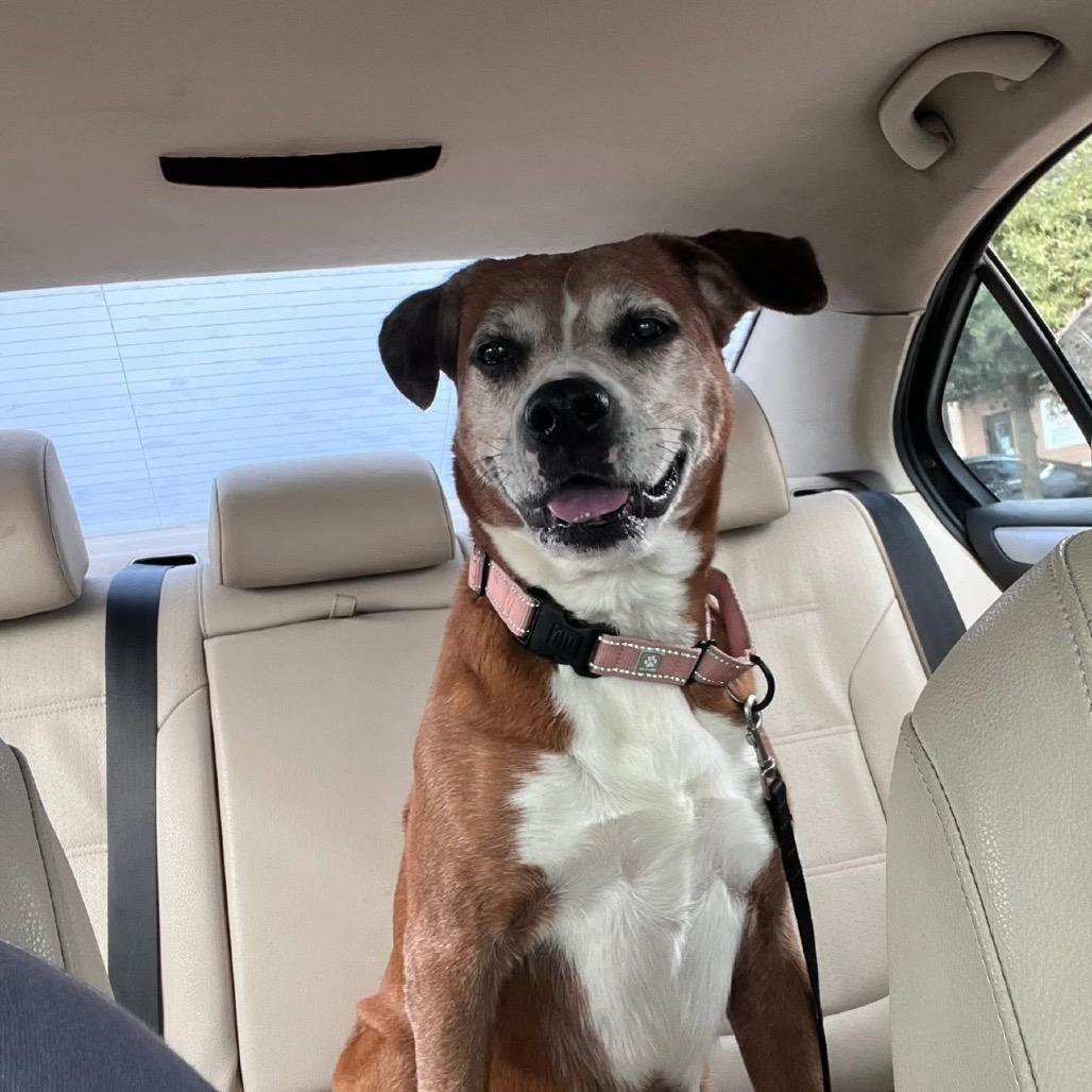 Annabell, a Adoptable mixed breed in League City, TX image 6/6