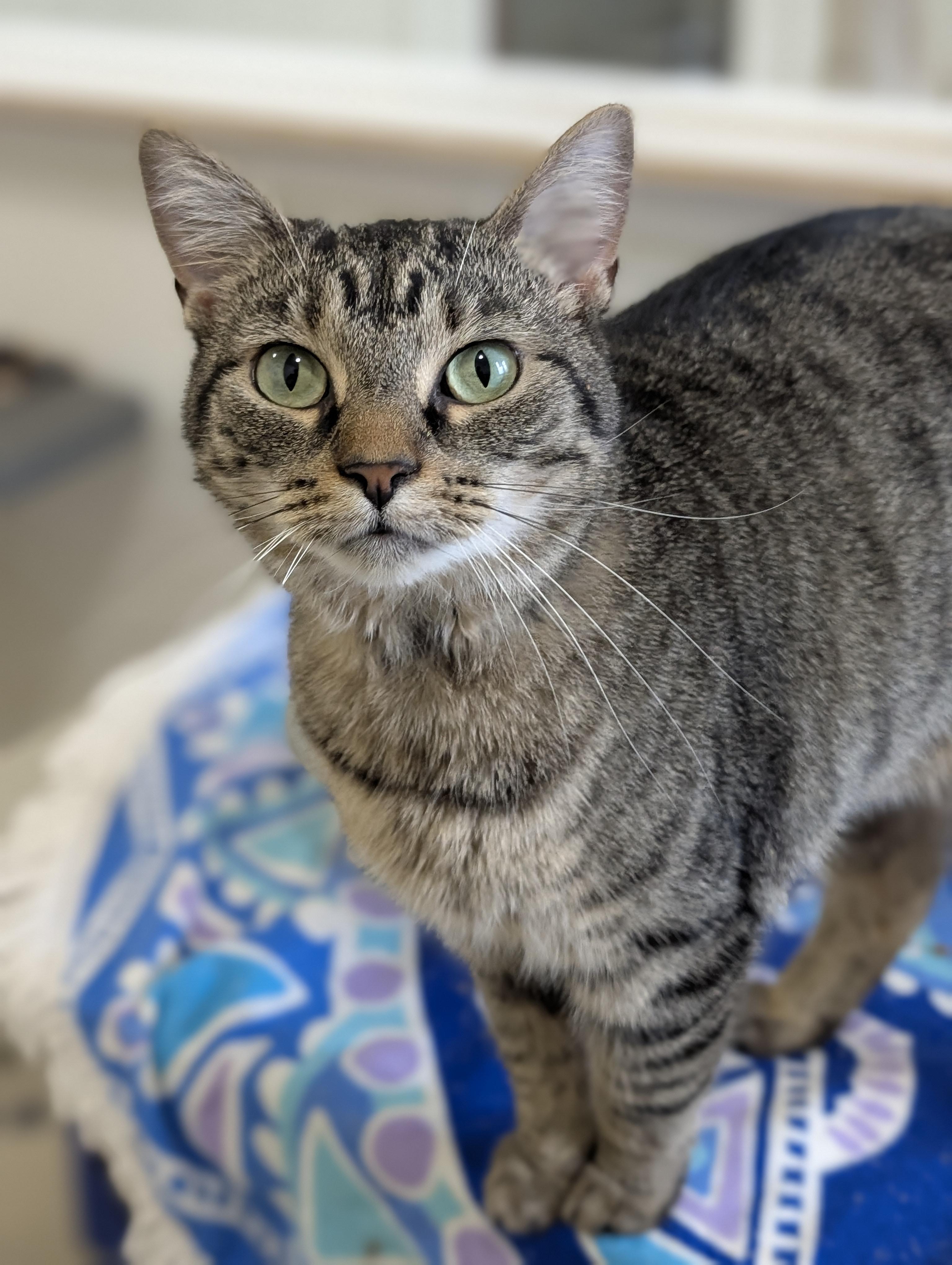 Enlarge Nora, a Adoptable Domestic Short Hair in Tilton, IL image 3/5