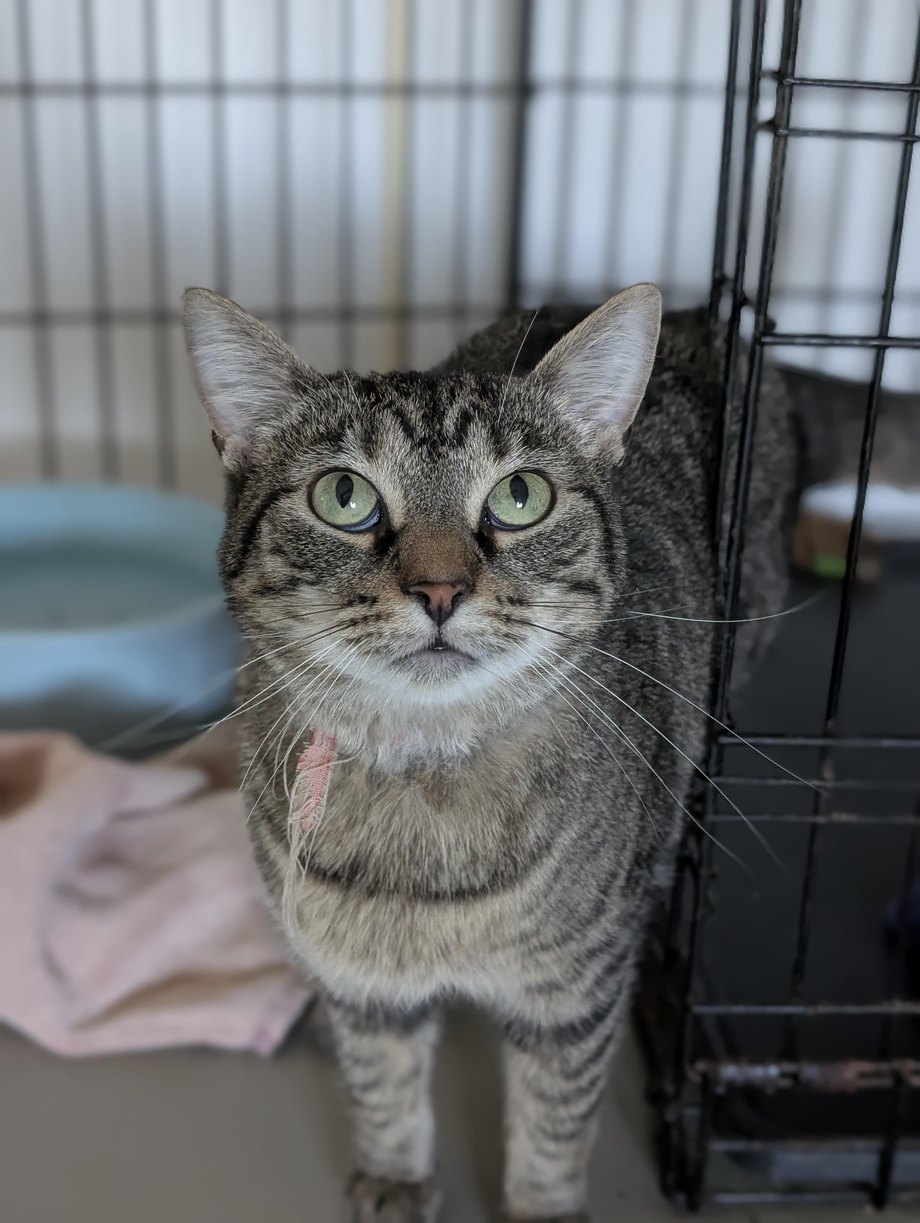 Enlarge Nora, a Adoptable Domestic Short Hair in Tilton, IL image 5/5