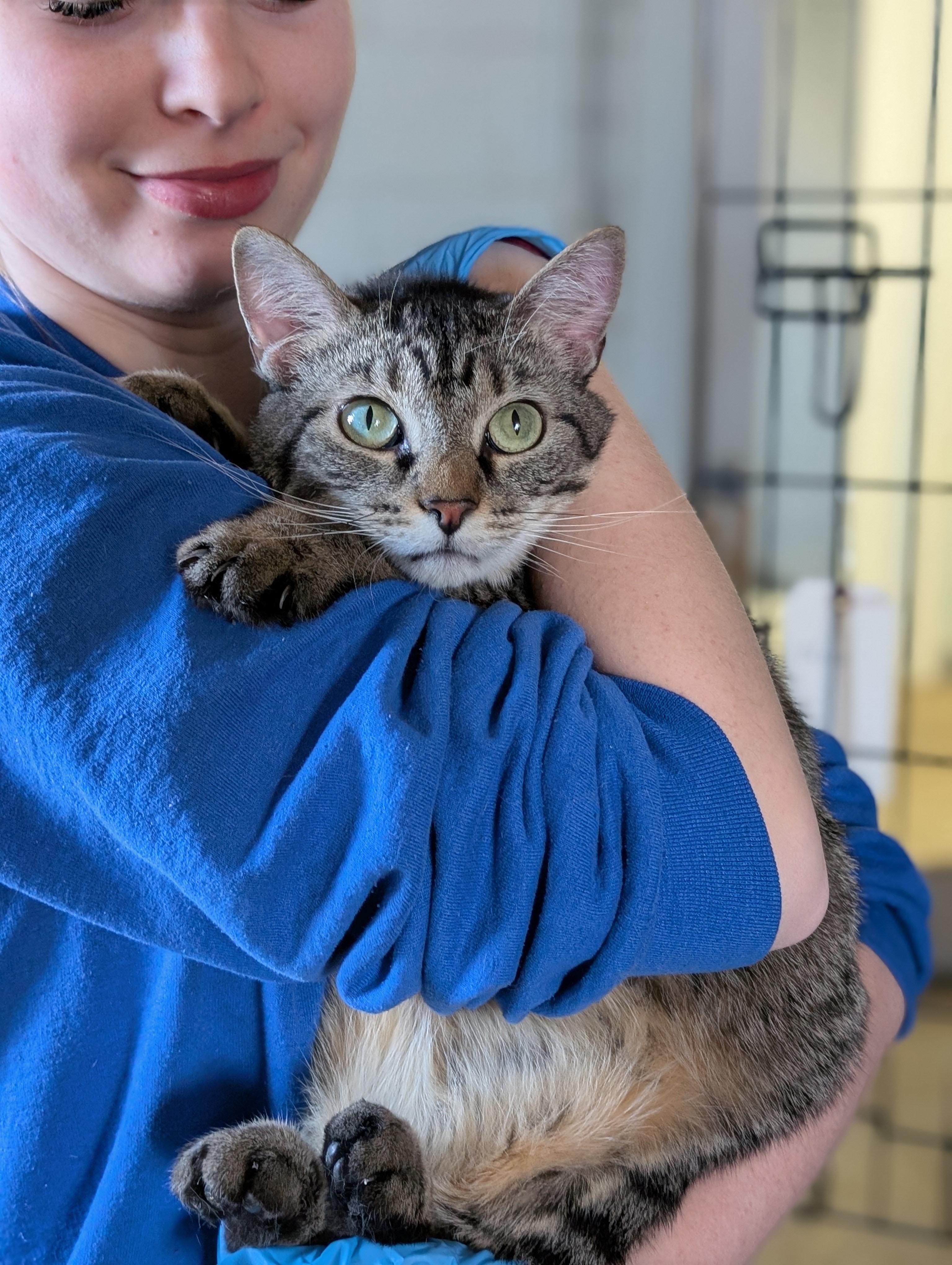 Enlarge Nora, a Adoptable Domestic Short Hair in Tilton, IL image 1/5