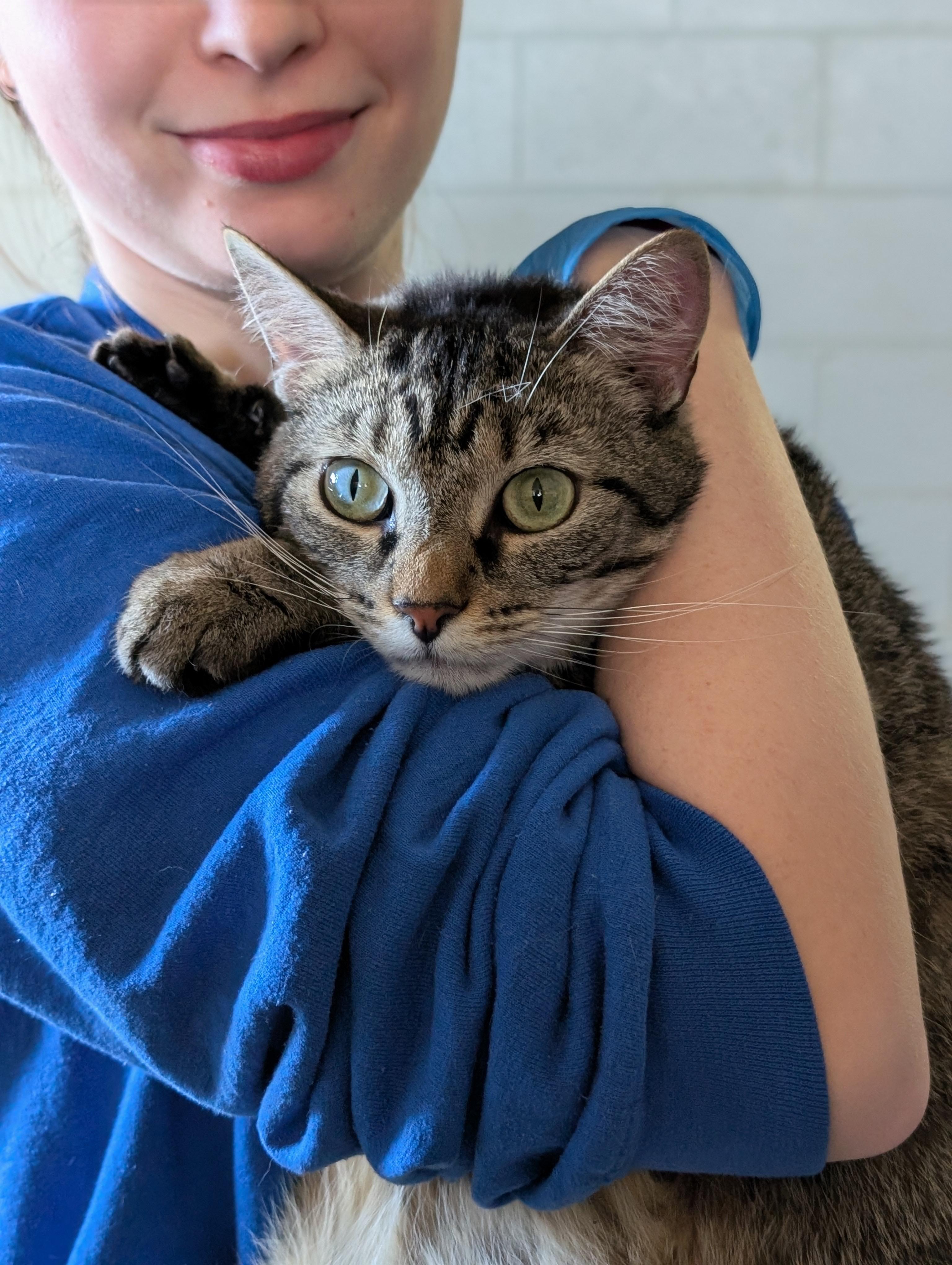 Enlarge Nora, a Adoptable Domestic Short Hair in Tilton, IL image 2/5