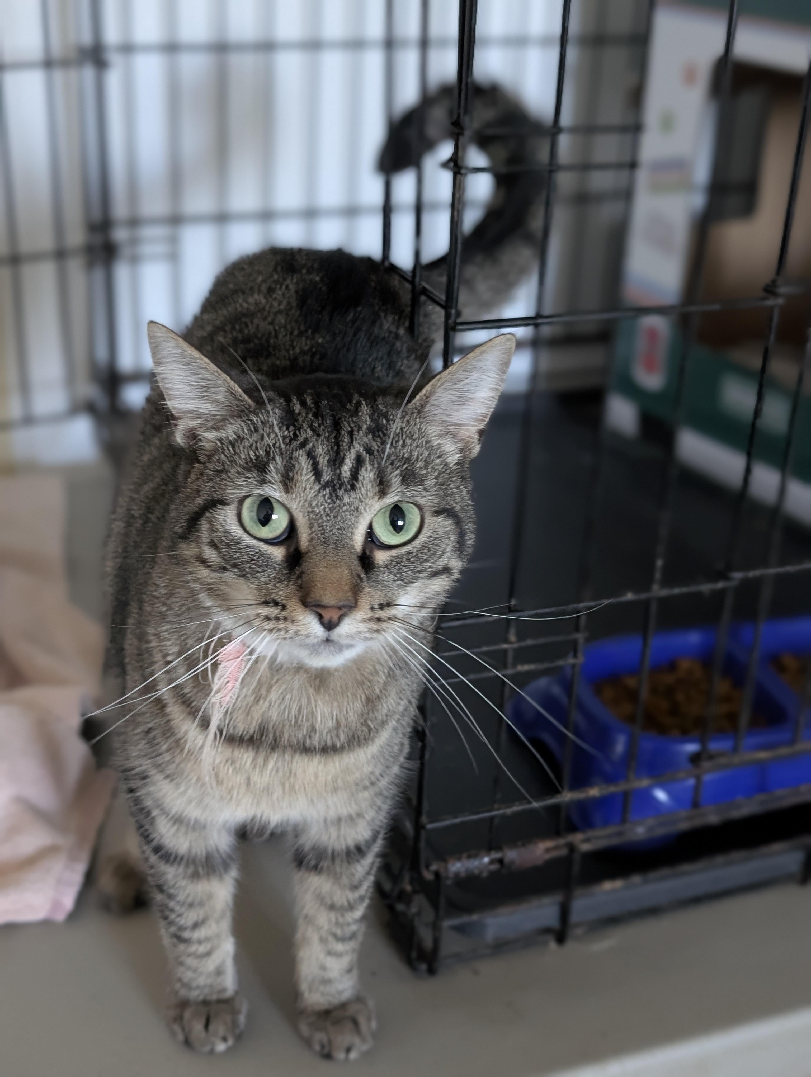 Enlarge Nora, a Adoptable Domestic Short Hair in Tilton, IL image 4/5