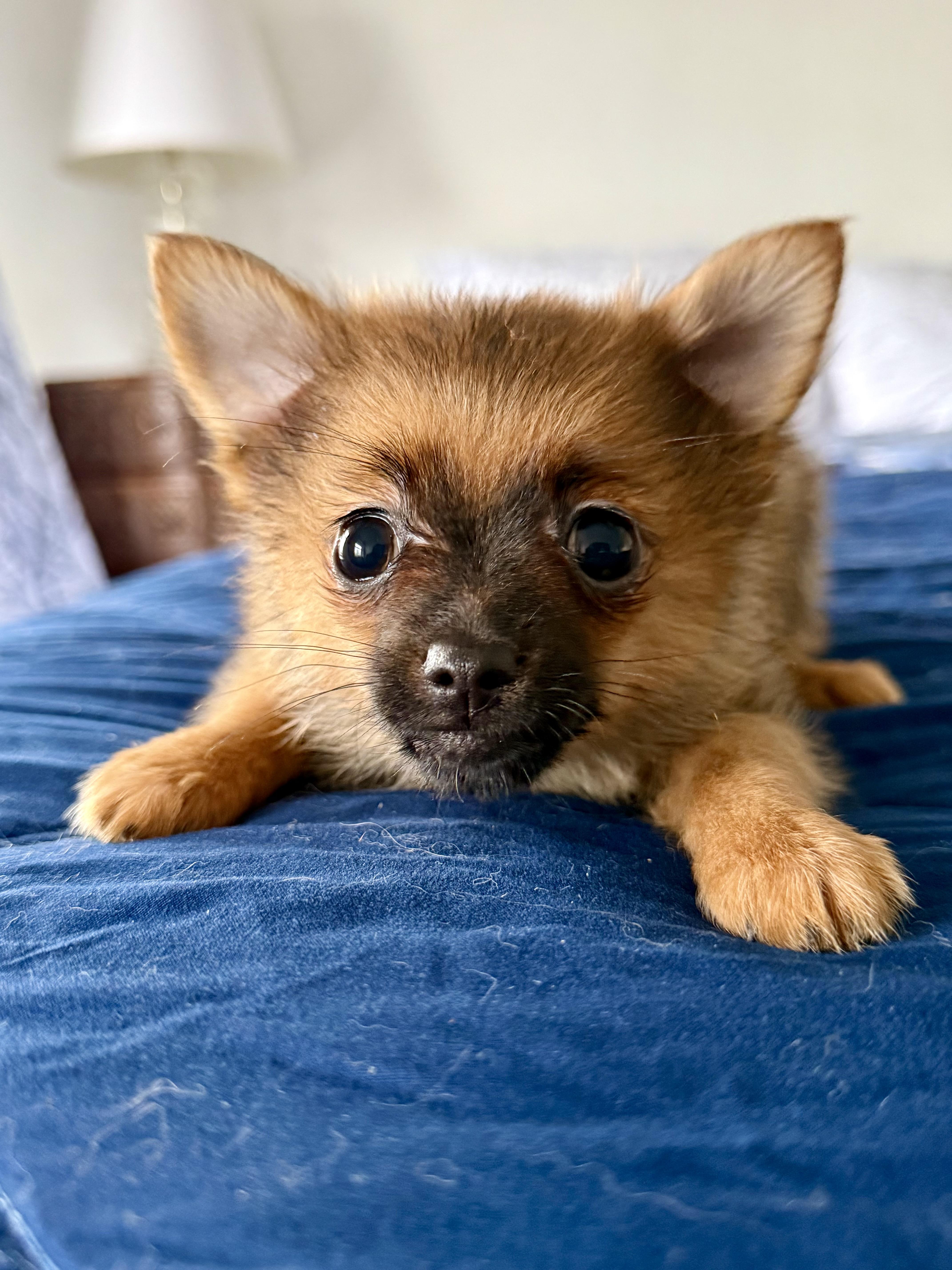 Enlarge Frida Doggo, a Adoptable mixed breed in Tomkins Cove, NY image 2/4