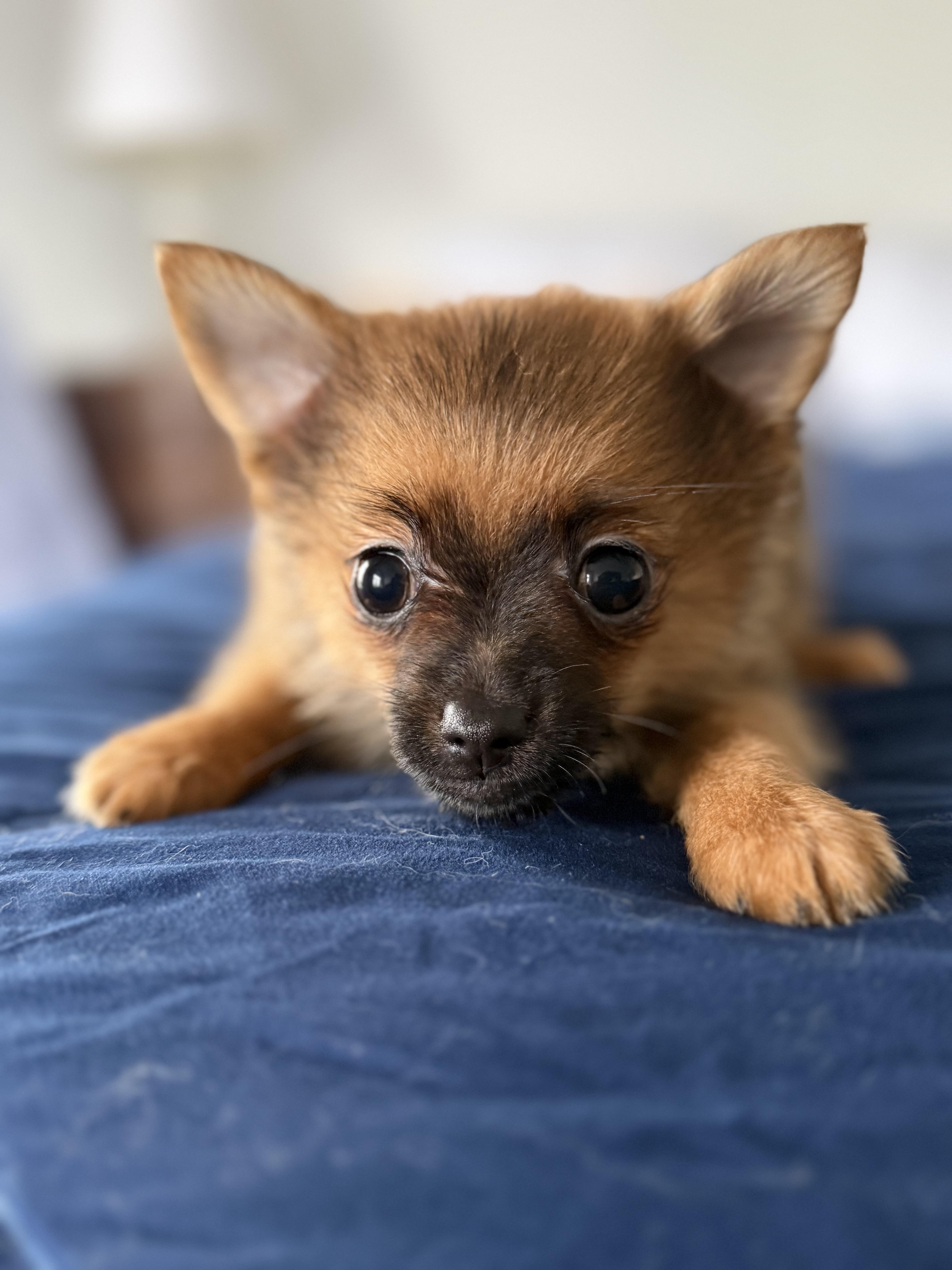 Enlarge Frida Doggo, a Adoptable mixed breed in Tomkins Cove, NY image 3/4