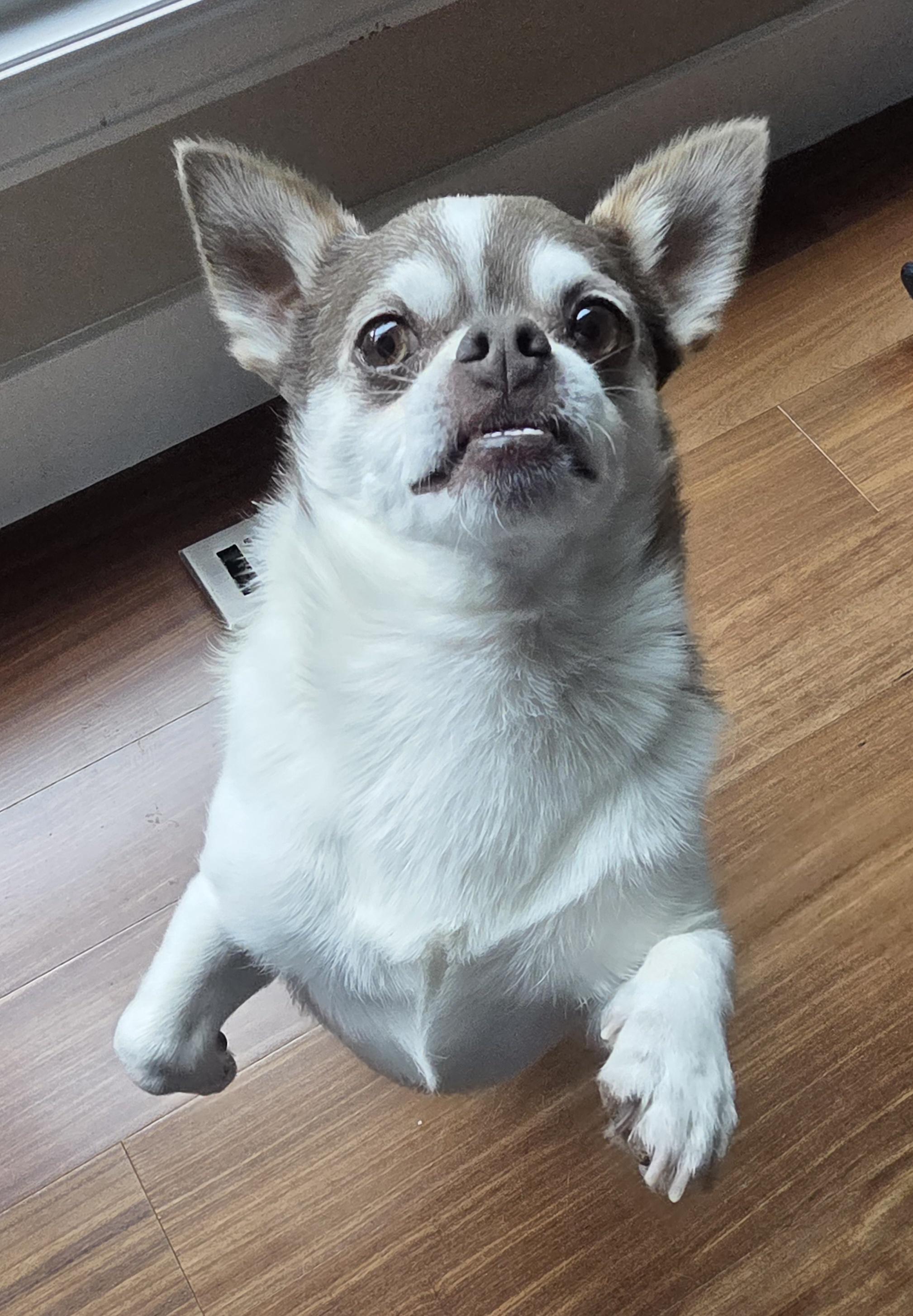 Duke, Adoptable, Adult Male Chihuahua & Pomeranian.