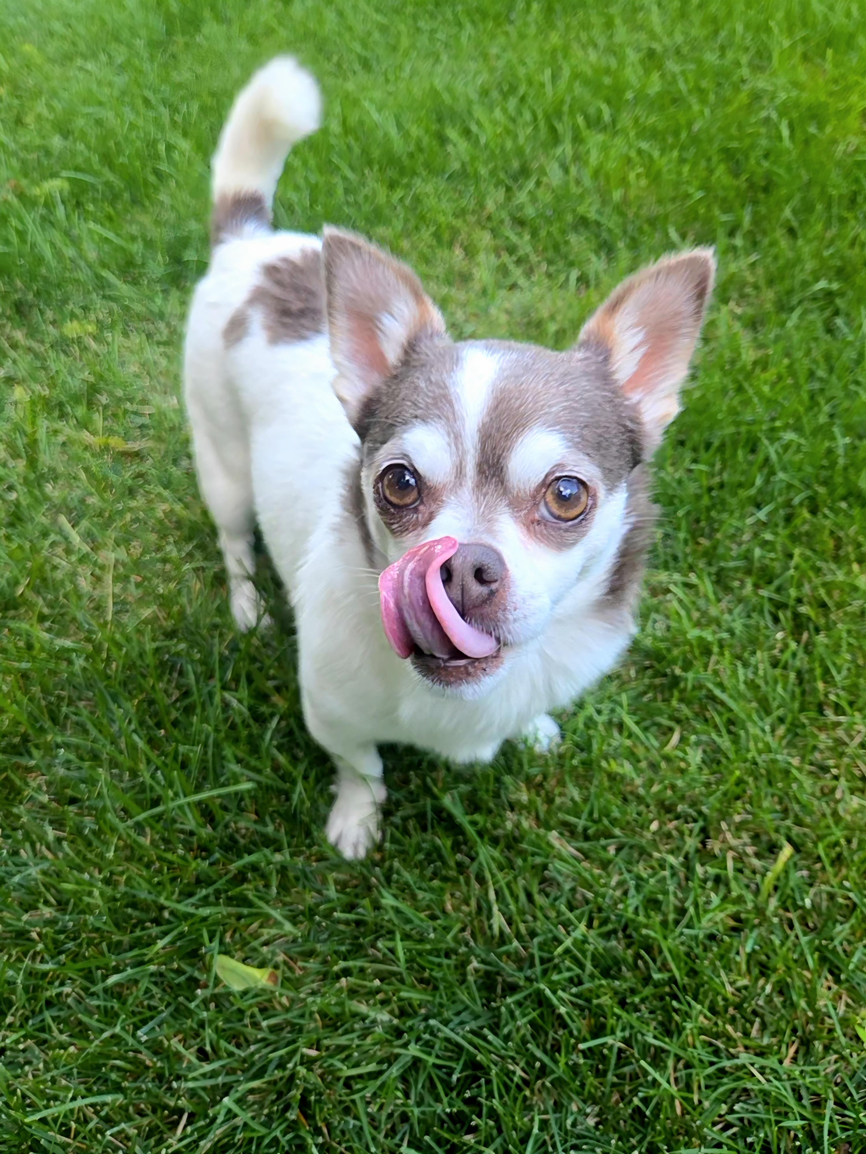 Duke, Adoptable, Adult Male Chihuahua & Pomeranian.