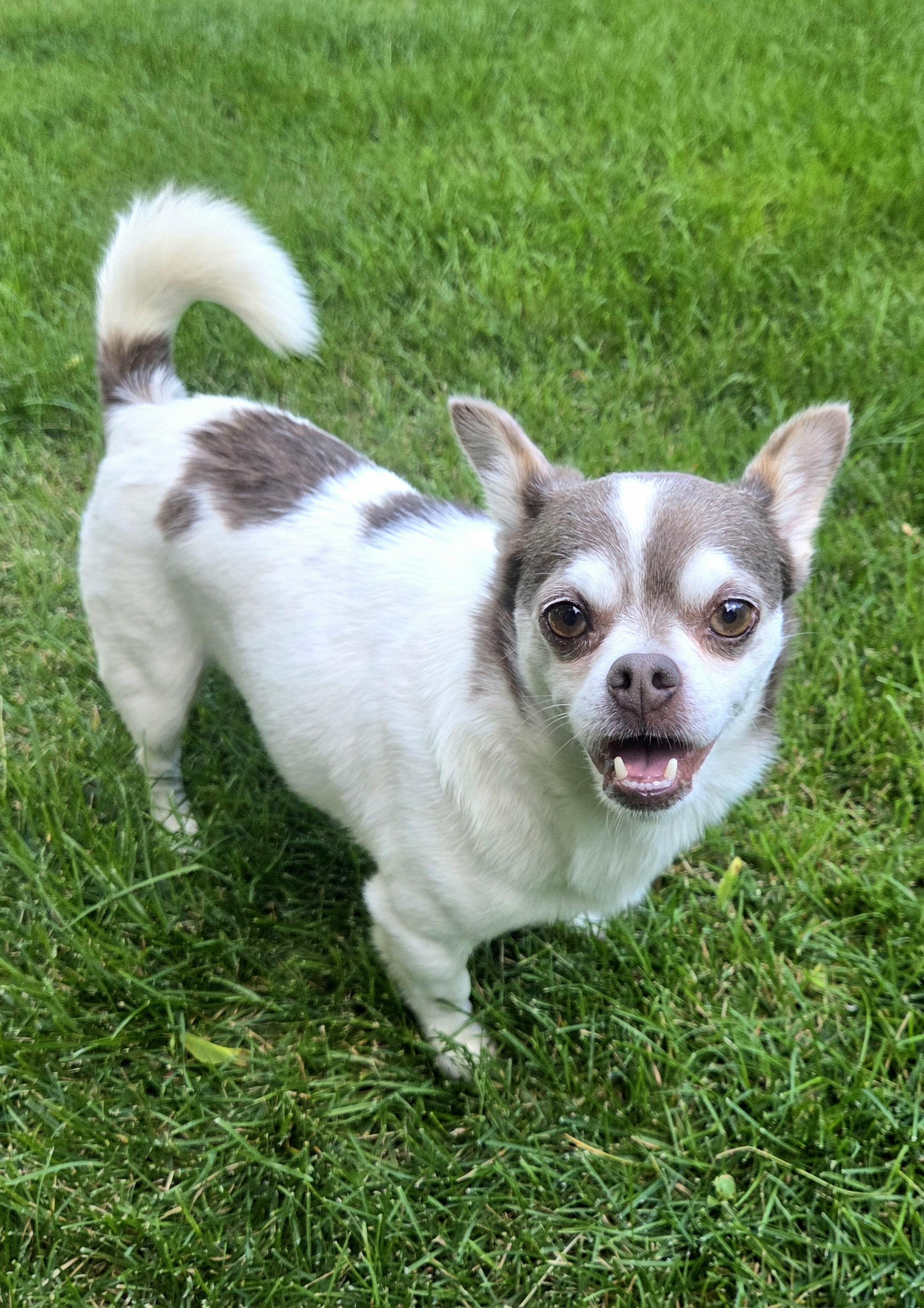 Enlarge Duke, a Adoptable mixed breed in Windsor, CO image 4/6