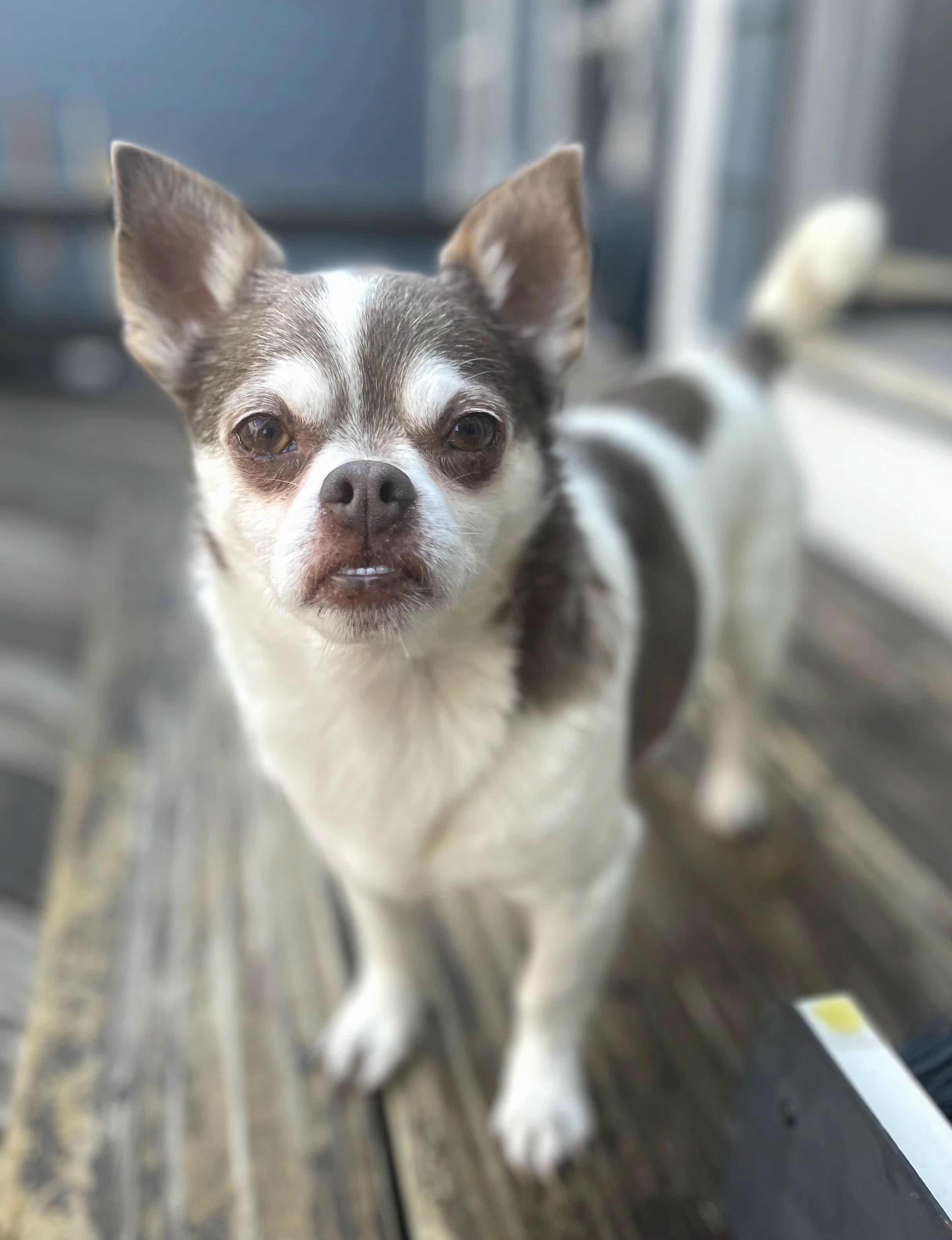 Enlarge Duke, a Adoptable mixed breed in Windsor, CO image 5/6