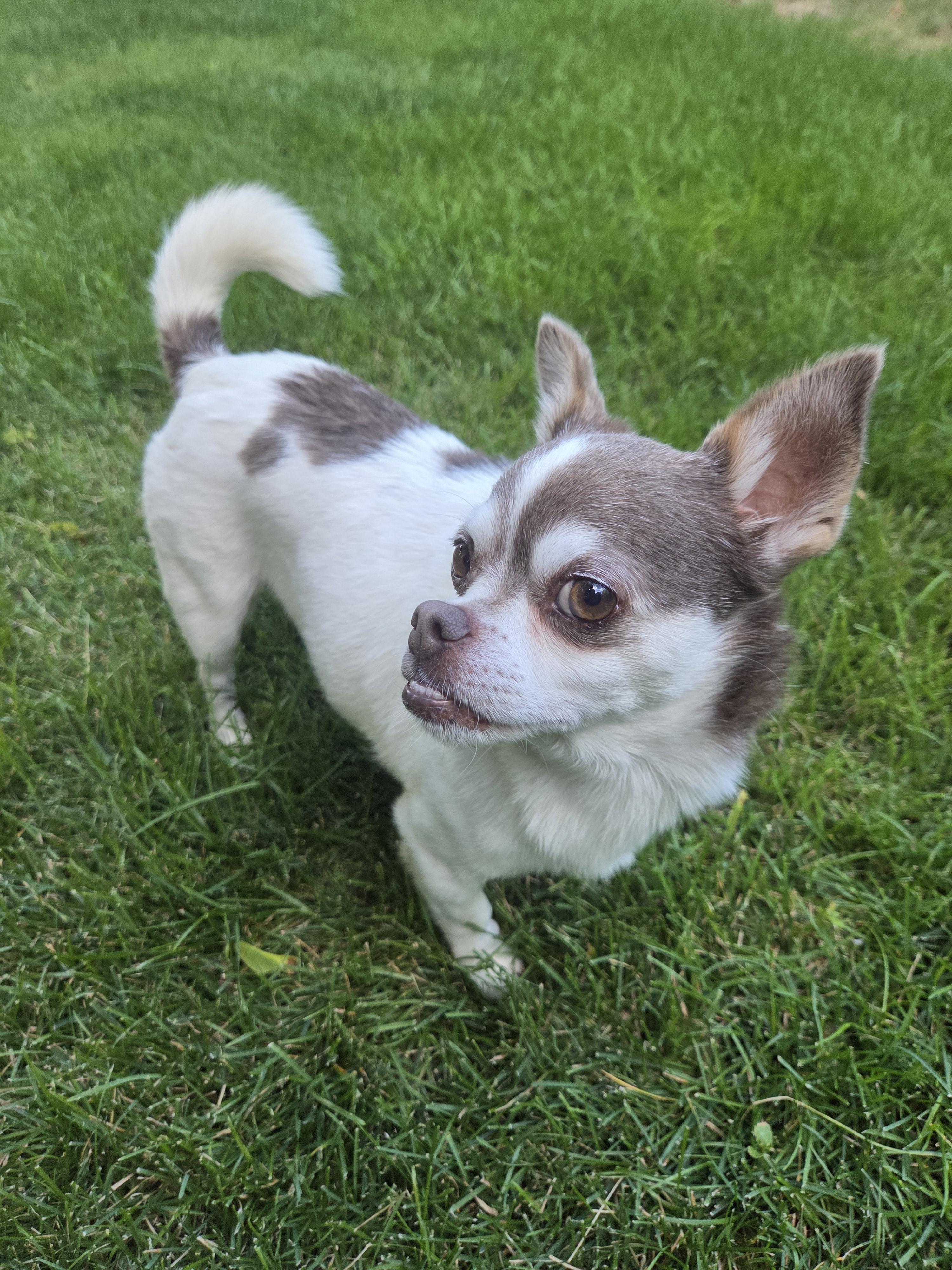 Enlarge Duke, a Adoptable mixed breed in Windsor, CO image 6/6