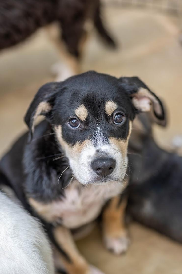 Amos, Baby Male Husky