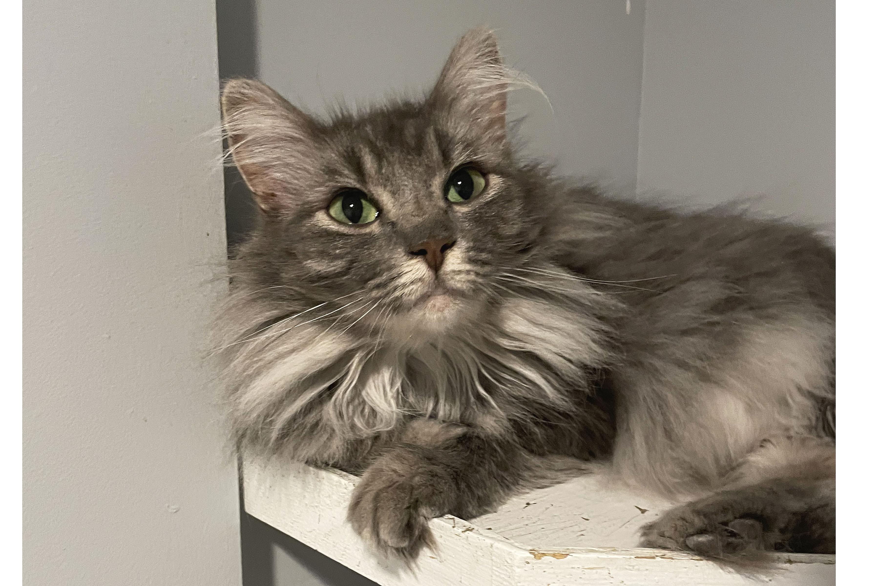 Enlarge Jingle, a Adoptable Domestic Medium Hair in Lincoln, NE image 1/2