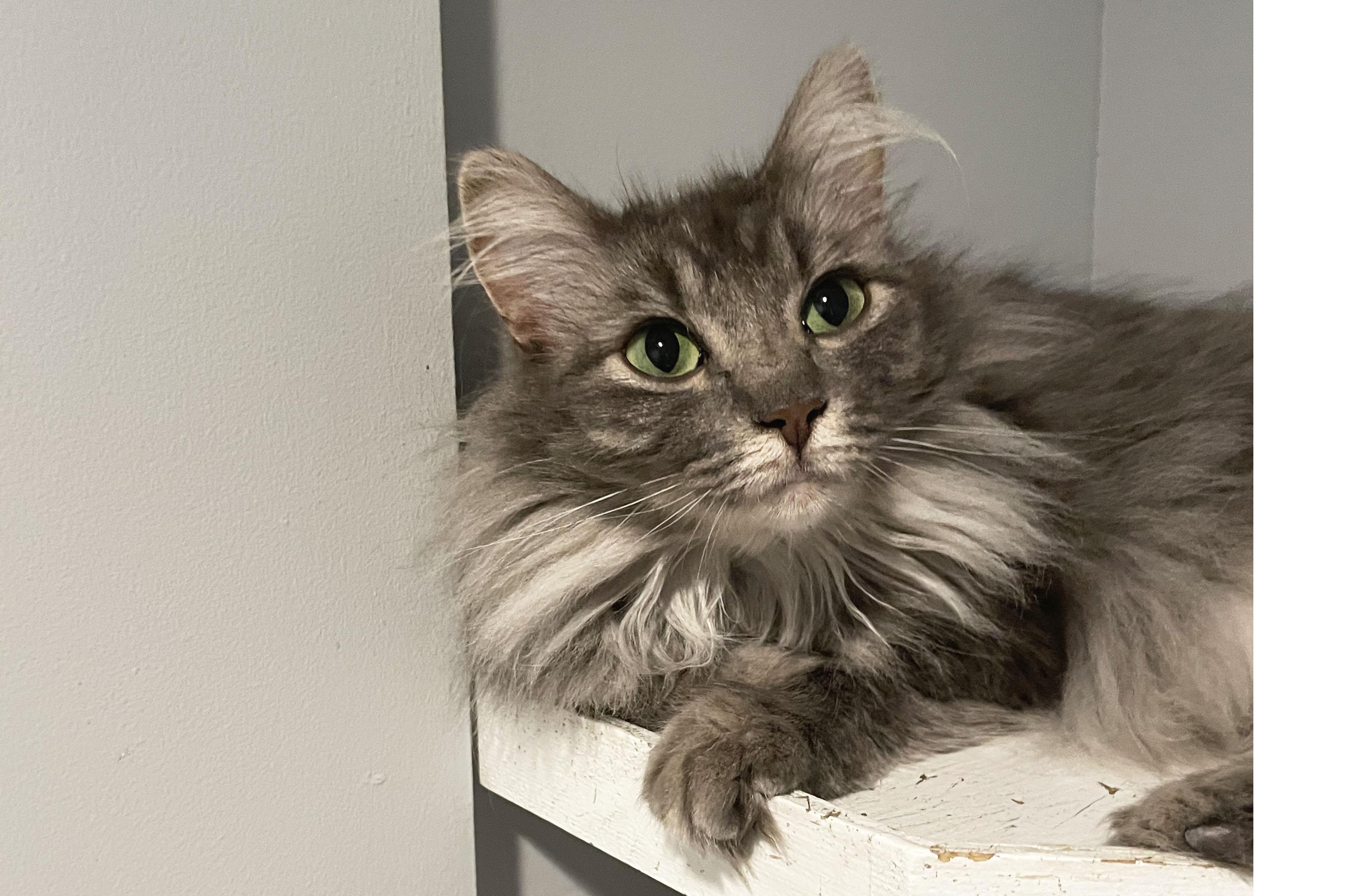 Enlarge Jingle, a Adoptable Domestic Medium Hair in Lincoln, NE image 2/2