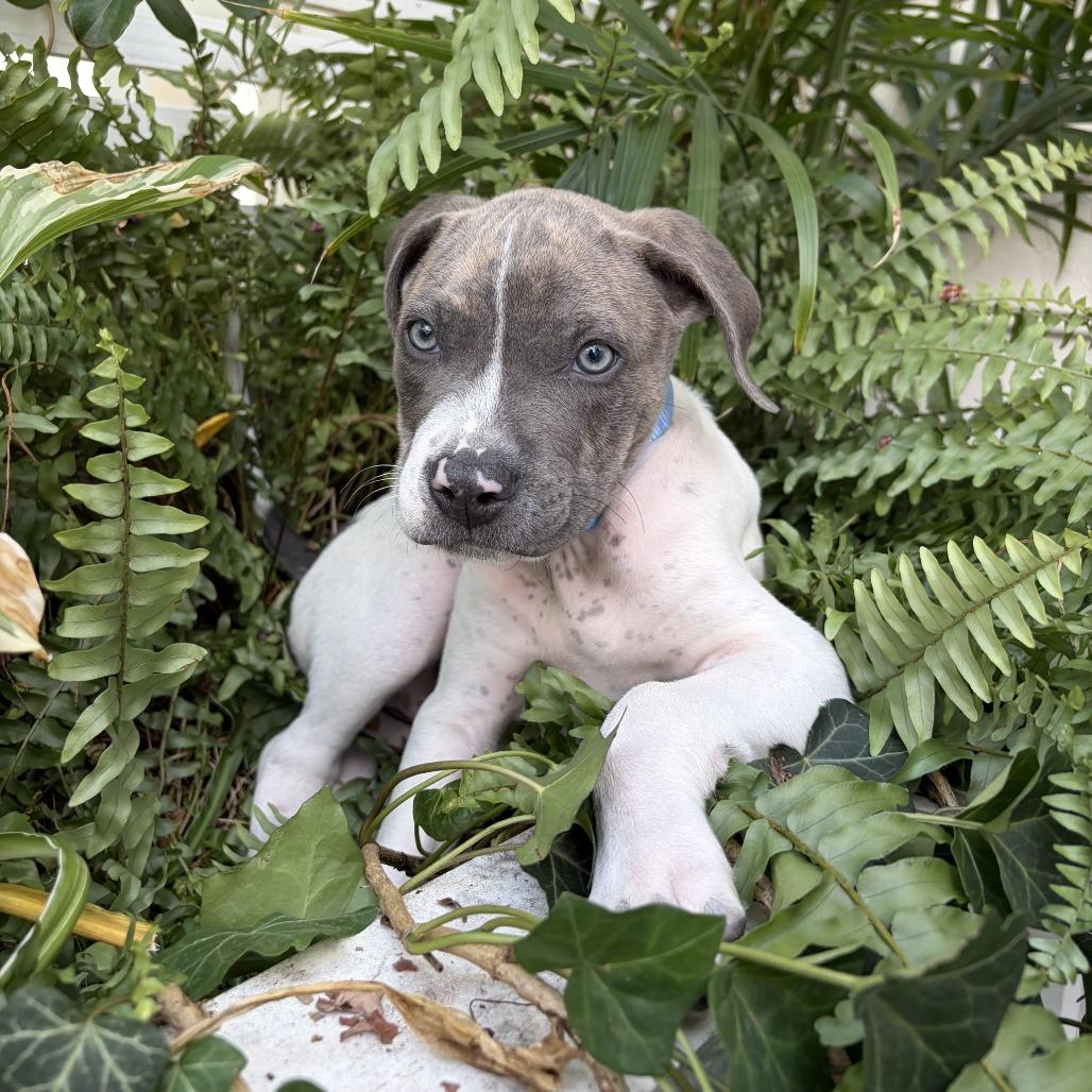 Baby Maks, Adoptable, Puppy Male Pit Bull Terrier.
