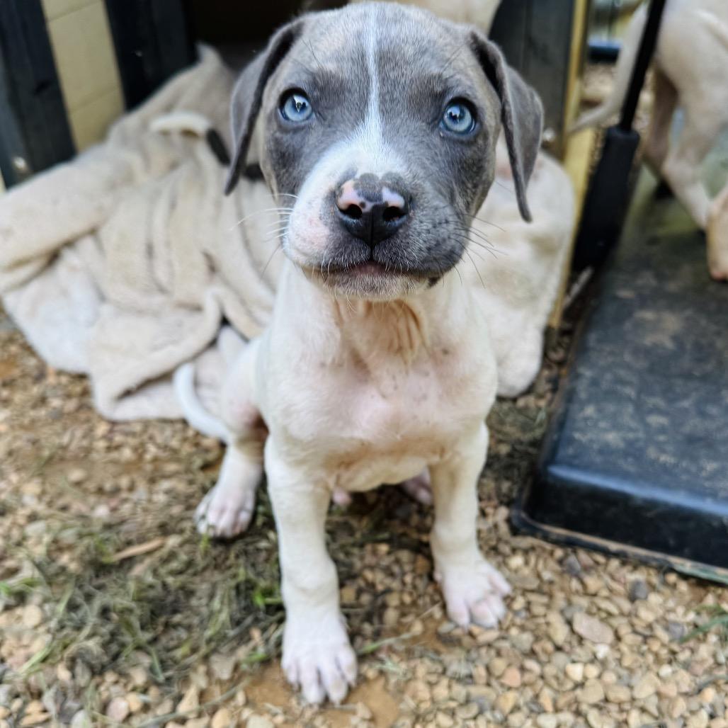 Enlarge Baby Maks, a Adoptable Pit Bull Terrier in Washington, DC image 2/2
