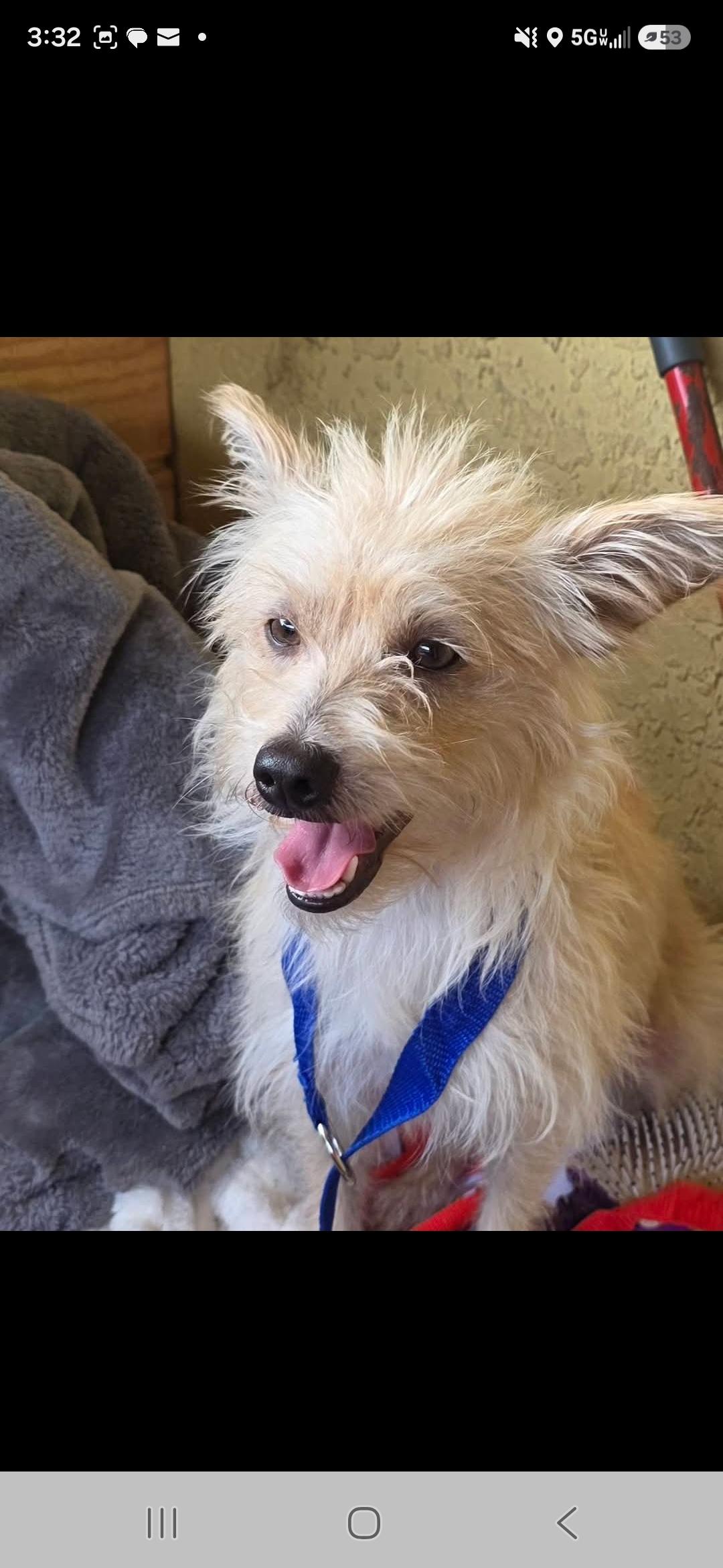 Levi, a ADOPTABLE mixed breed in Miami, FL image 3/3