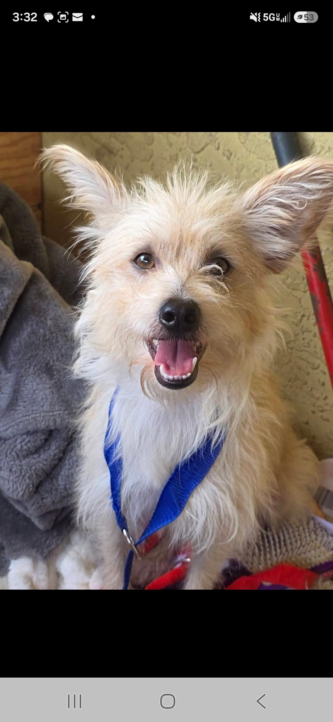 Levi, ADOPTABLE, Young Female Wirehaired Terrier.