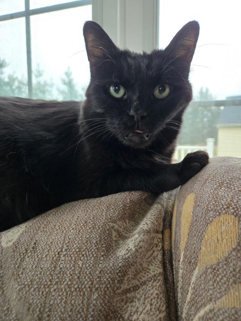 Sophia, Adoptable, Adult Female Domestic Short Hair.