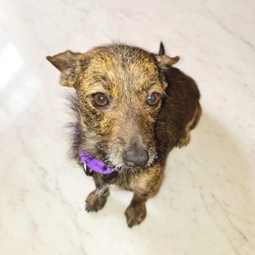 Enlarge Luna, an adopted mixed breed in Poughkeepsie, NY image 3/4