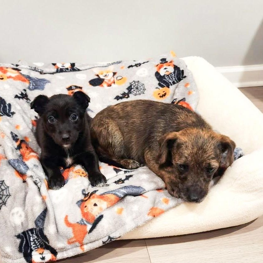 Enlarge Luna, an adopted mixed breed in Poughkeepsie, NY image 4/4