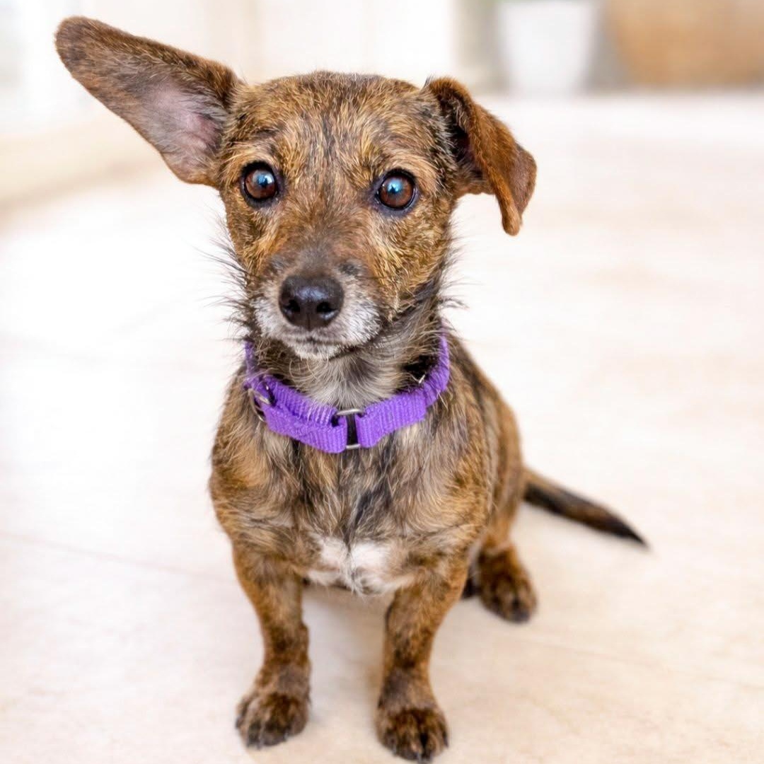 Luna, adopted, Young Female Chiweenie & Terrier.