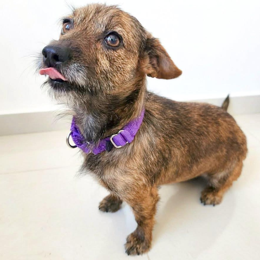 Enlarge Luna, an adopted mixed breed in Poughkeepsie, NY image 2/4